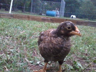 She (?) please help me here is this a hen? I want to name her cause she is so friendly :D
