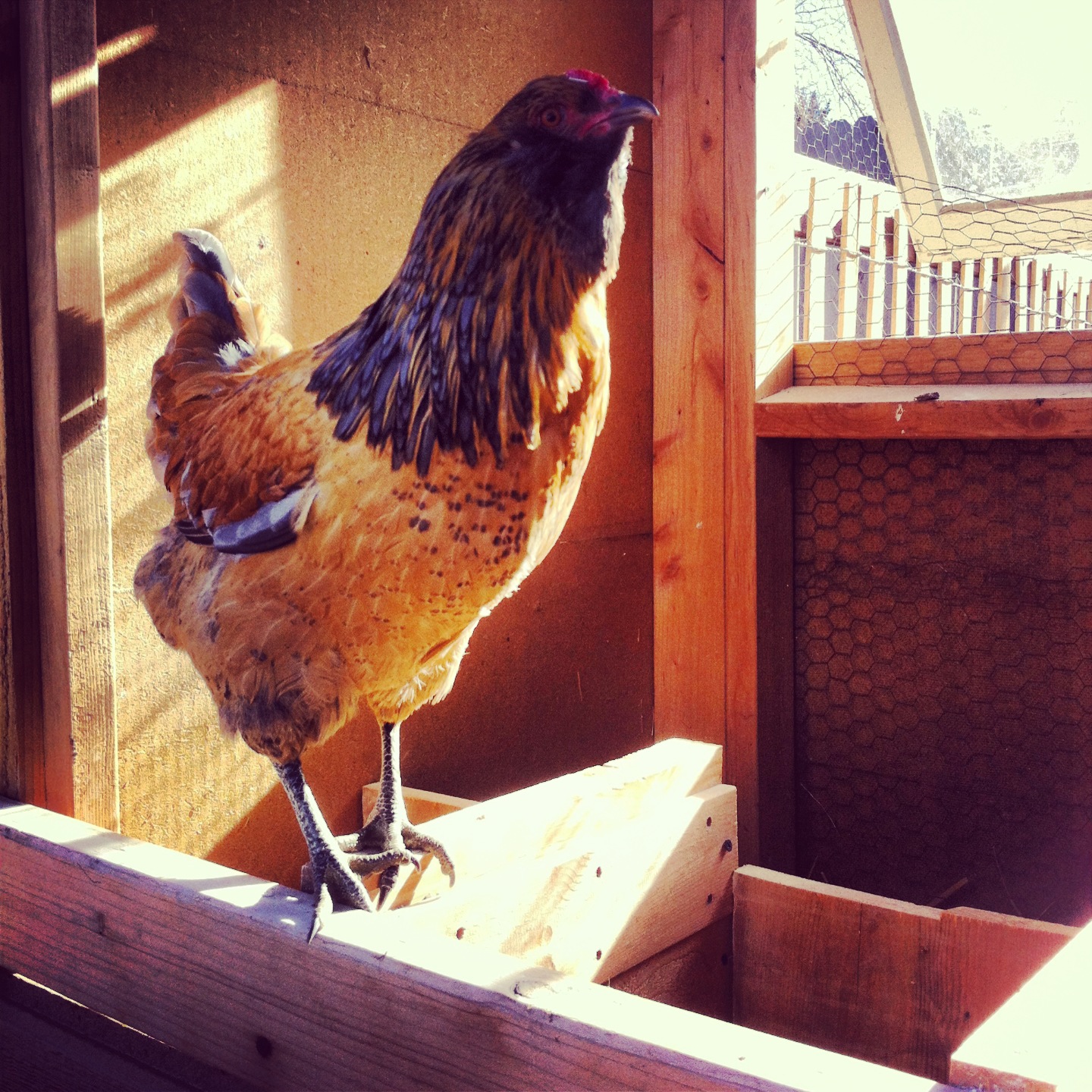 She-Ra one of my Easter Eggers.