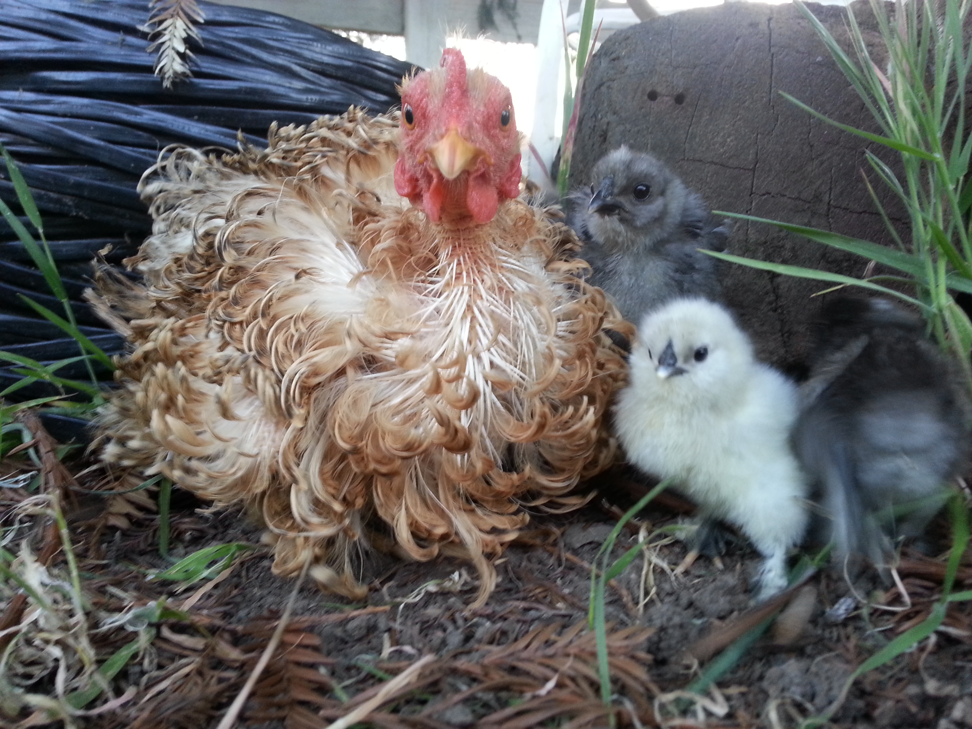 She seems to be asking why I keep snapping pictures of her and the babies. I must be a chickophile.
