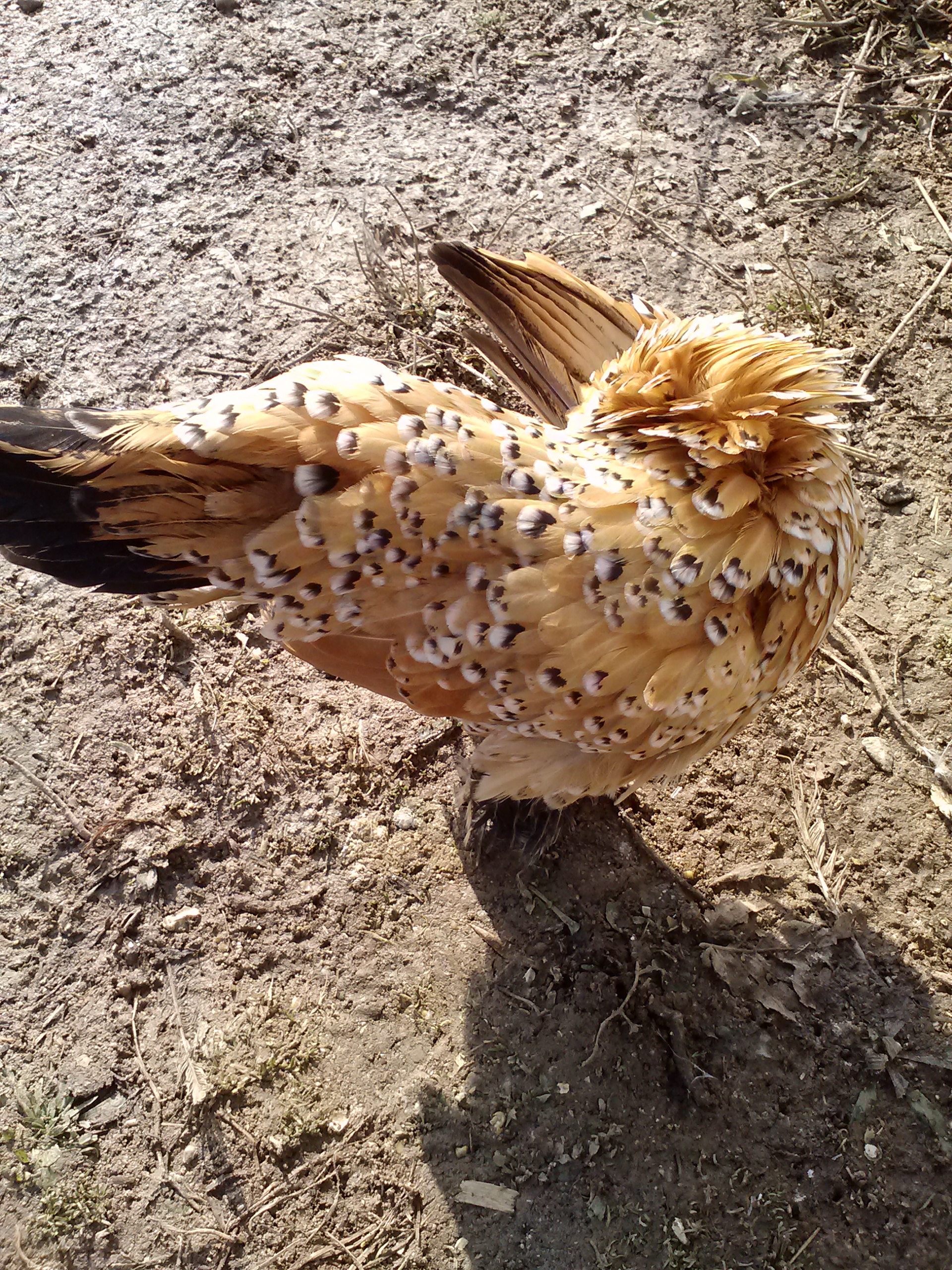 She so pretty when she preens!