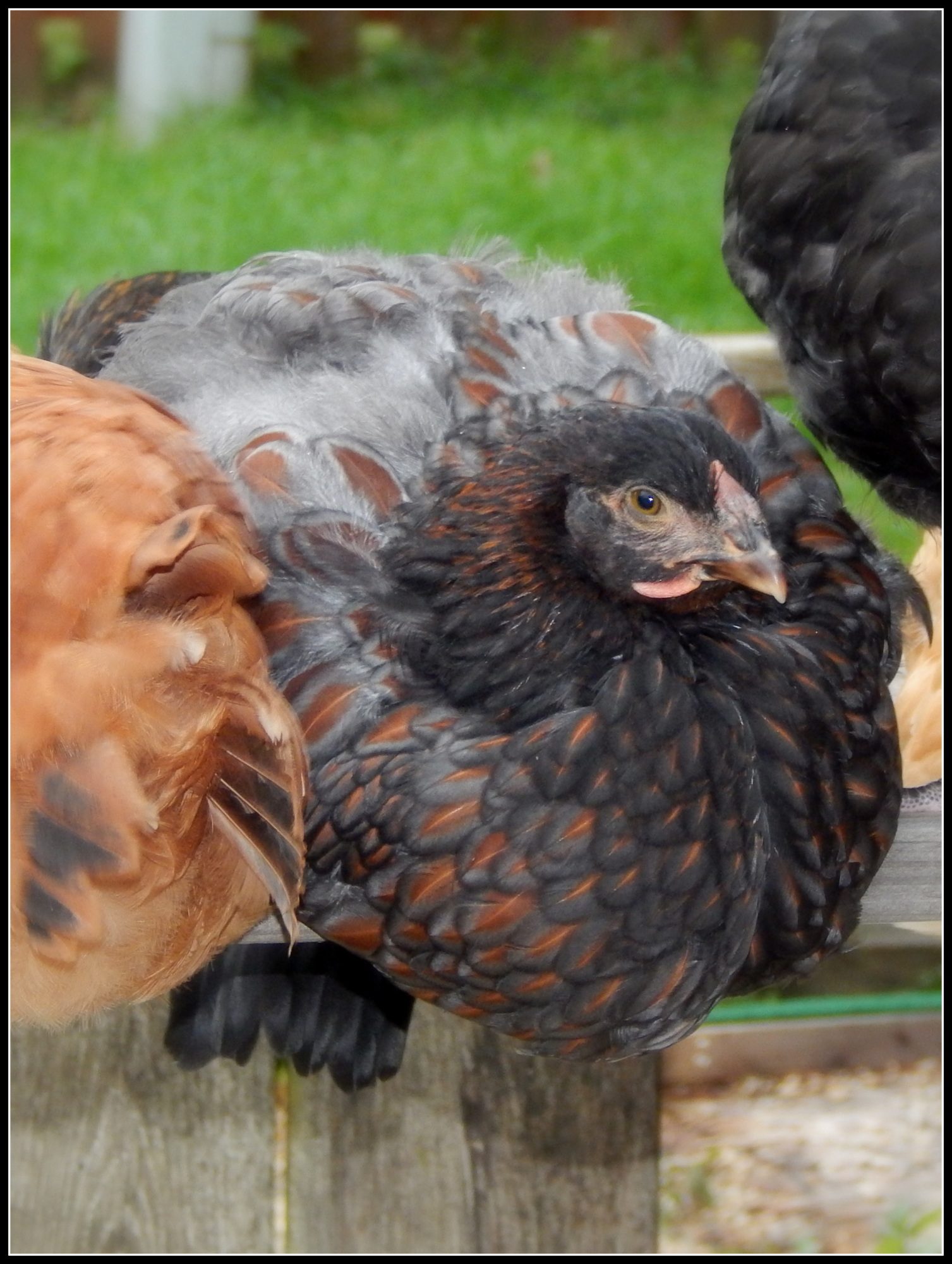 She sure looked like if she leaned just a tad bit further she would ooze right off her perch!!
