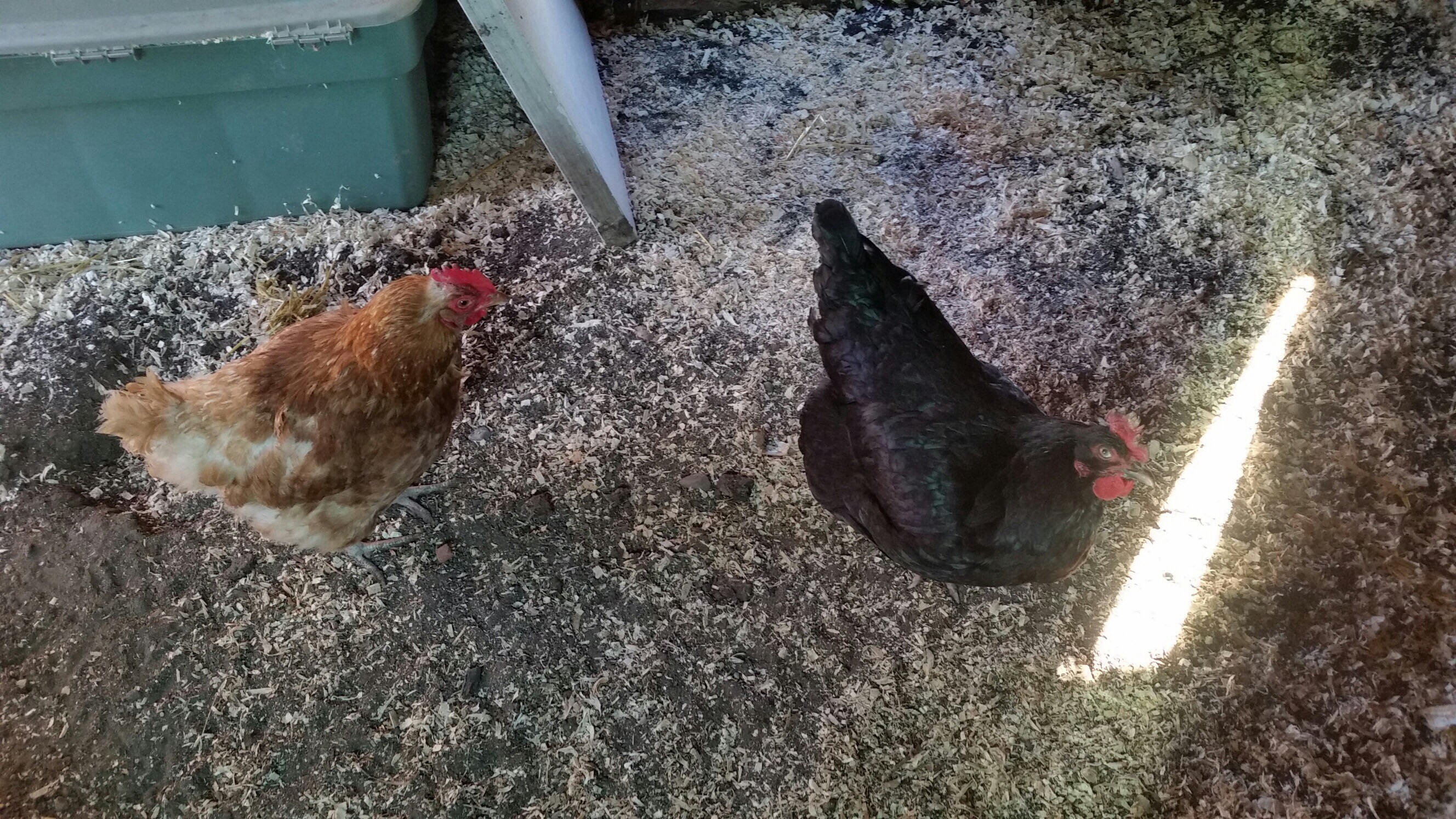 she threw in this extra hen that looks like the same breed as the rooster but she's black.
