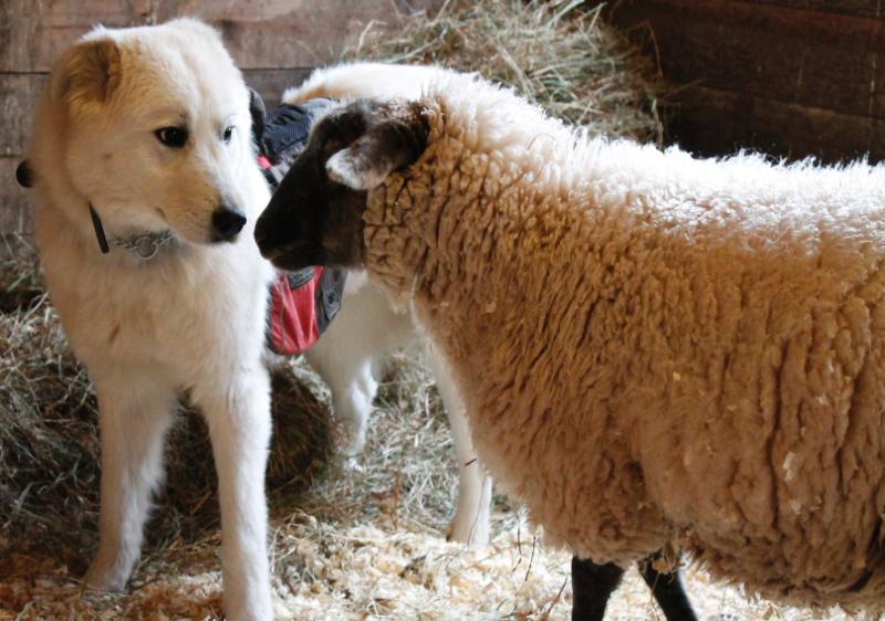 She was a little nervous.. What was this thing sniffing her?