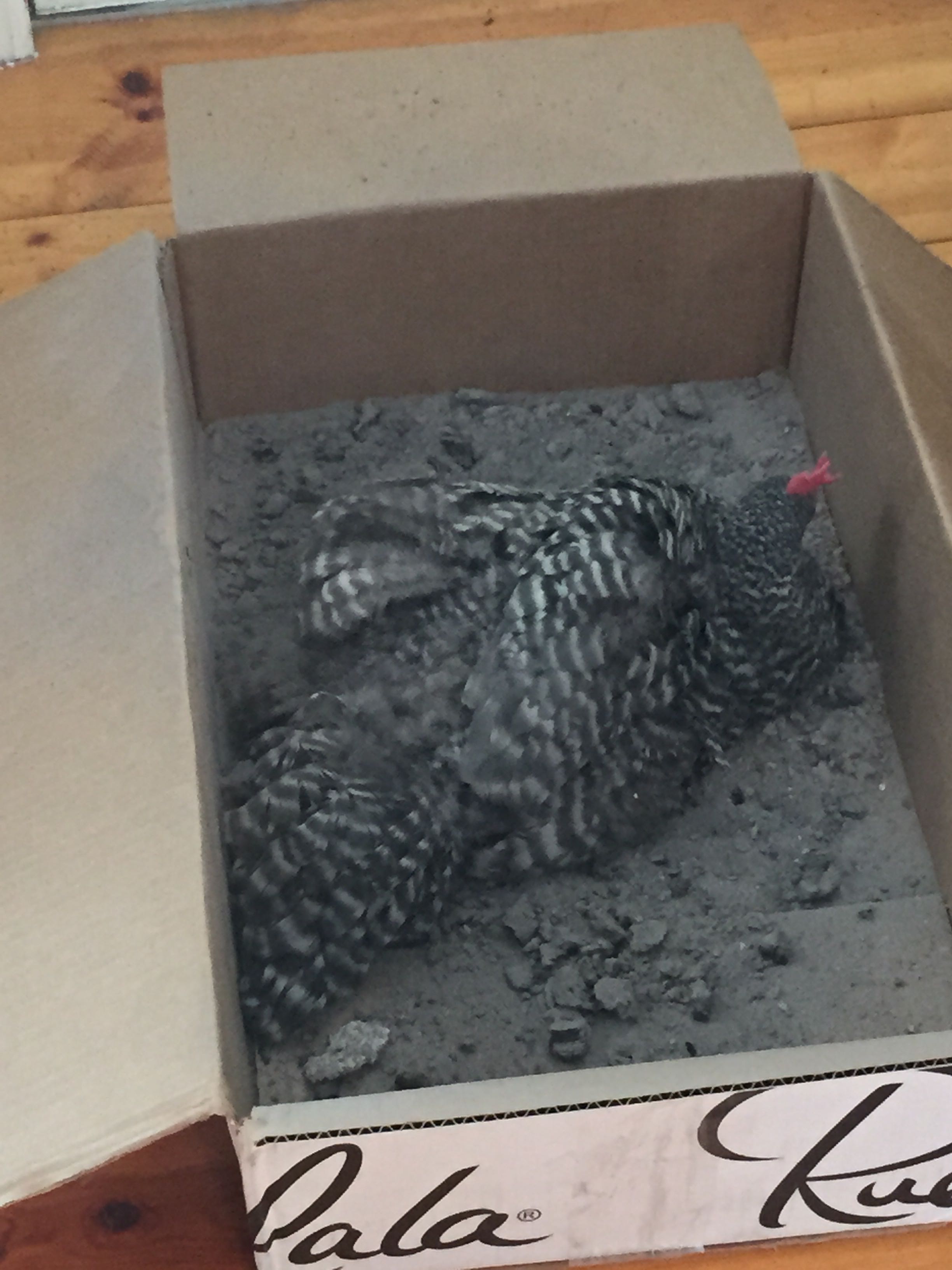 She was pathetically trying to dust bathe on a blanket- so I threw some wood ash in this box and she had a grand time.