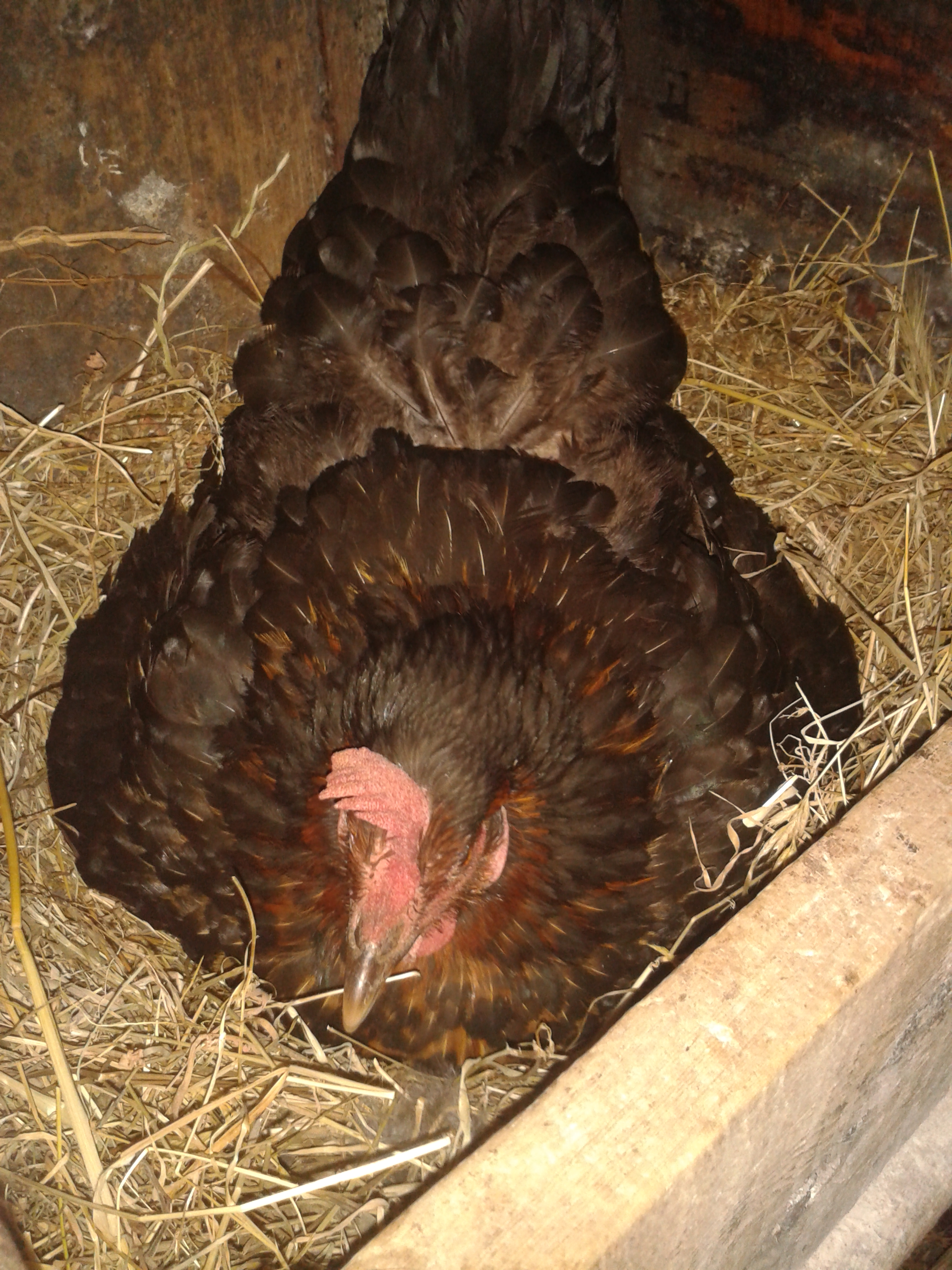 She went broody about a week ago . I put her 15 eggs yesterday . She hatched 7 chicks last year . A great, caring and protective mother and a great egg layer