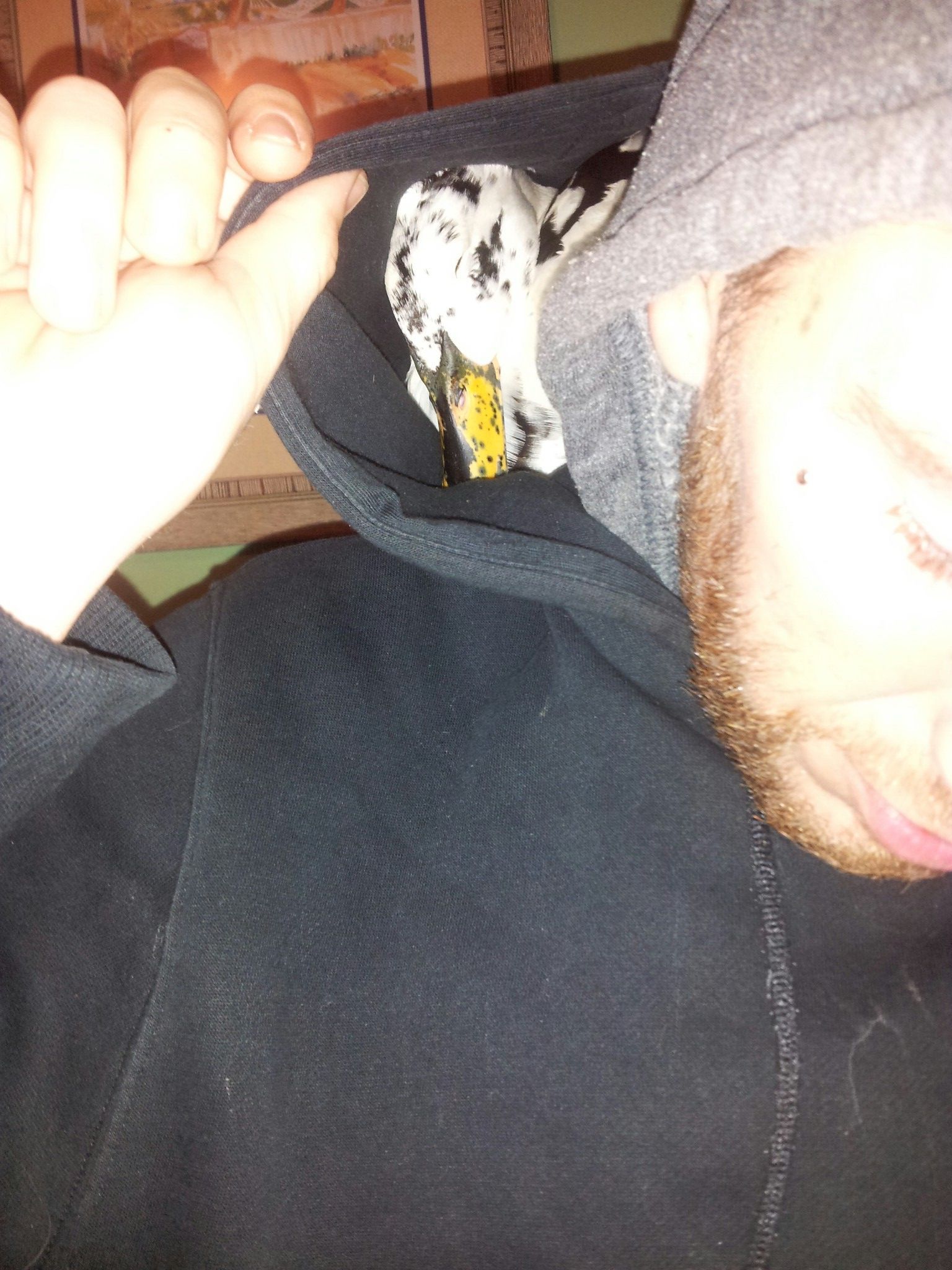 She would fall asleep when she was a duckling.....so she still squeezes herself up there