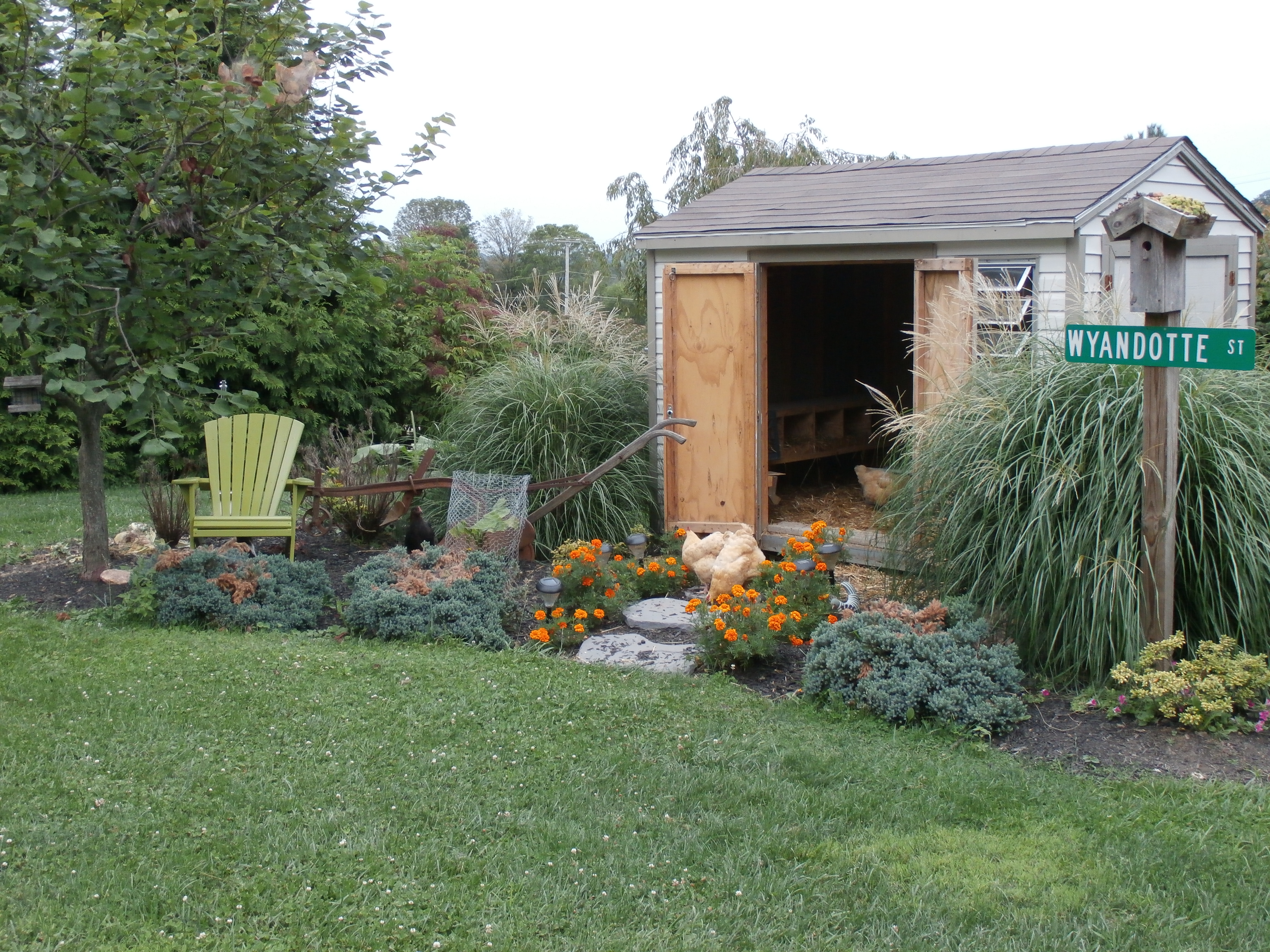 Shed converted to a coop, given to us by a good neighbor that upgraded to our joy.