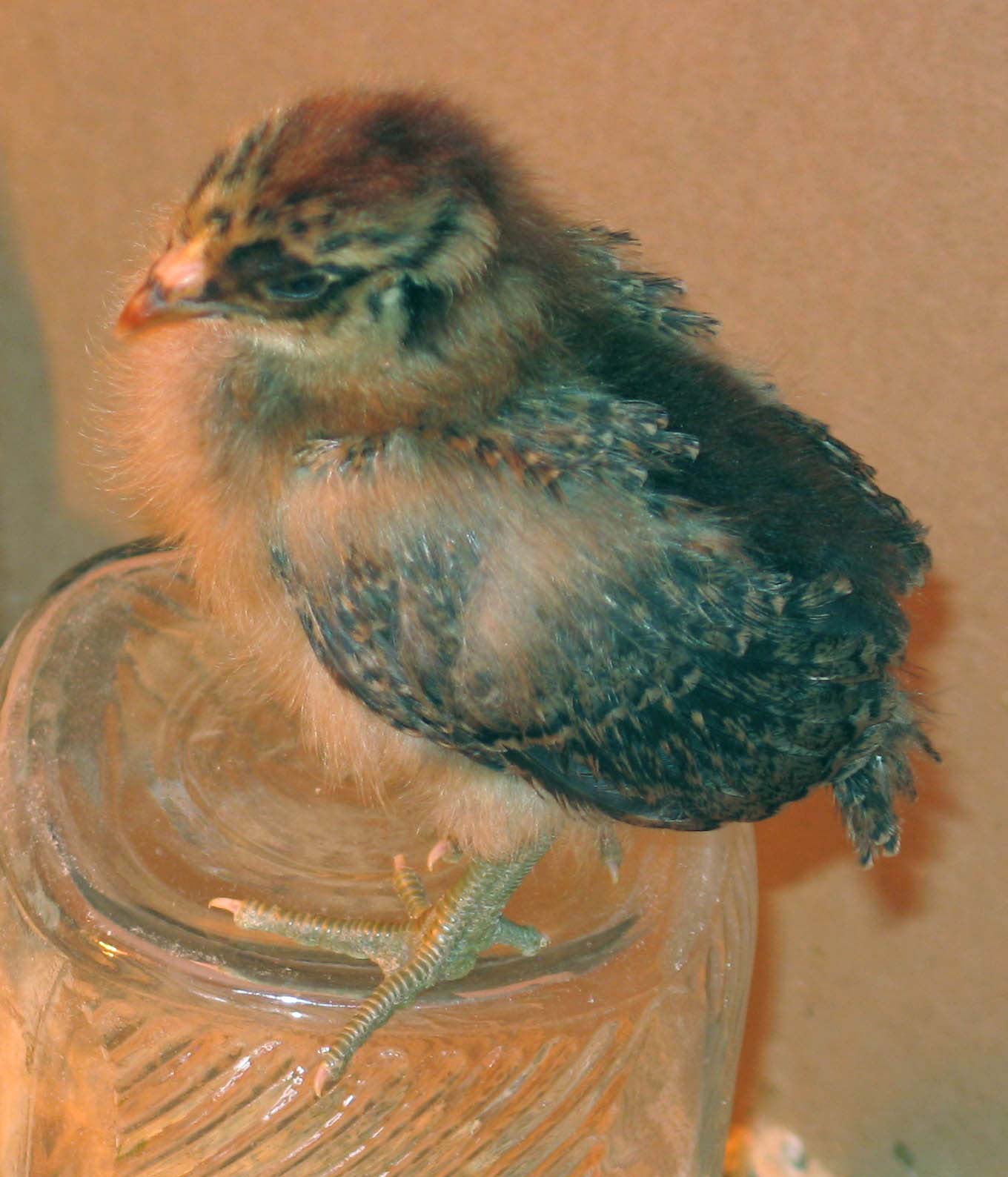 Sheena at 9 days.