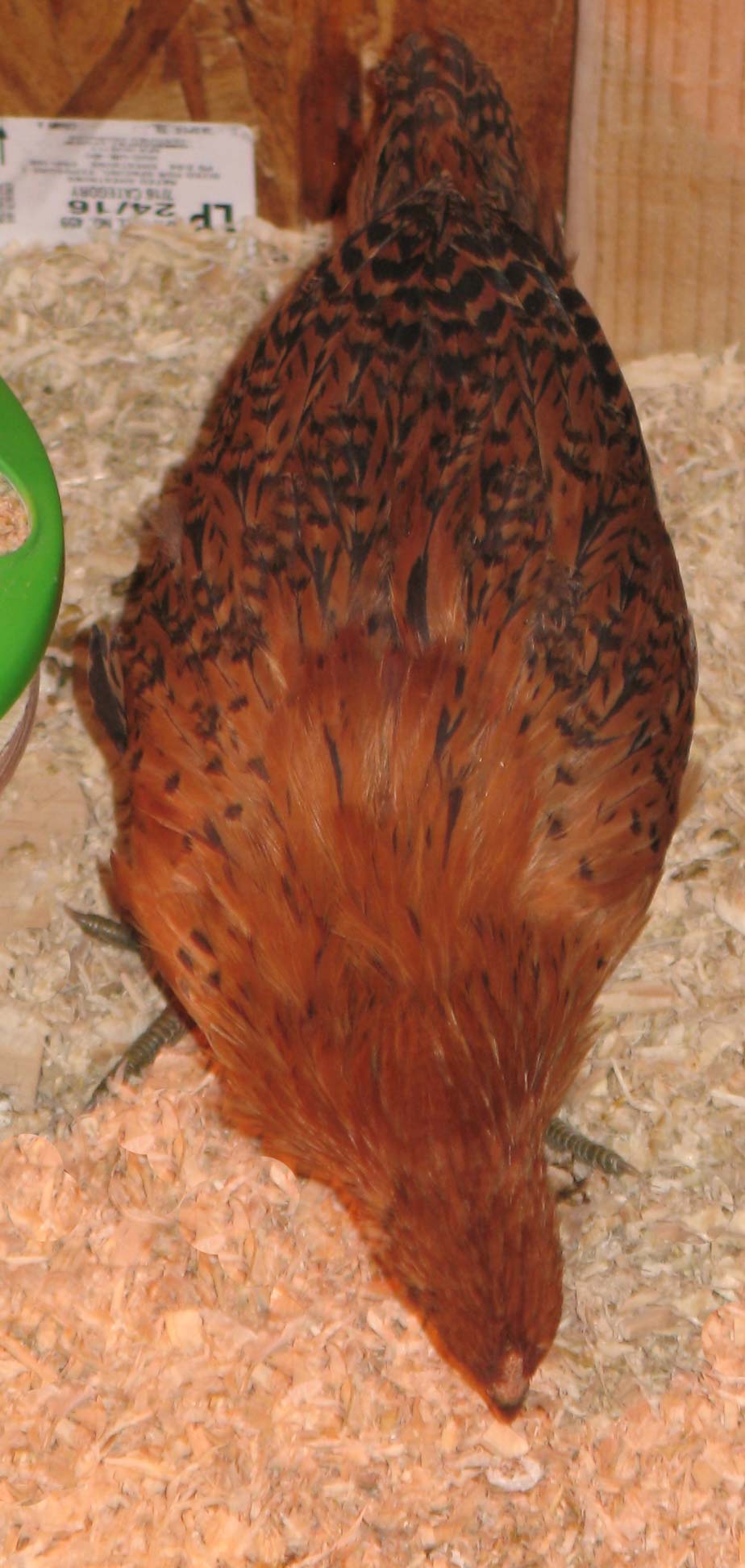 Sheena's Feathers