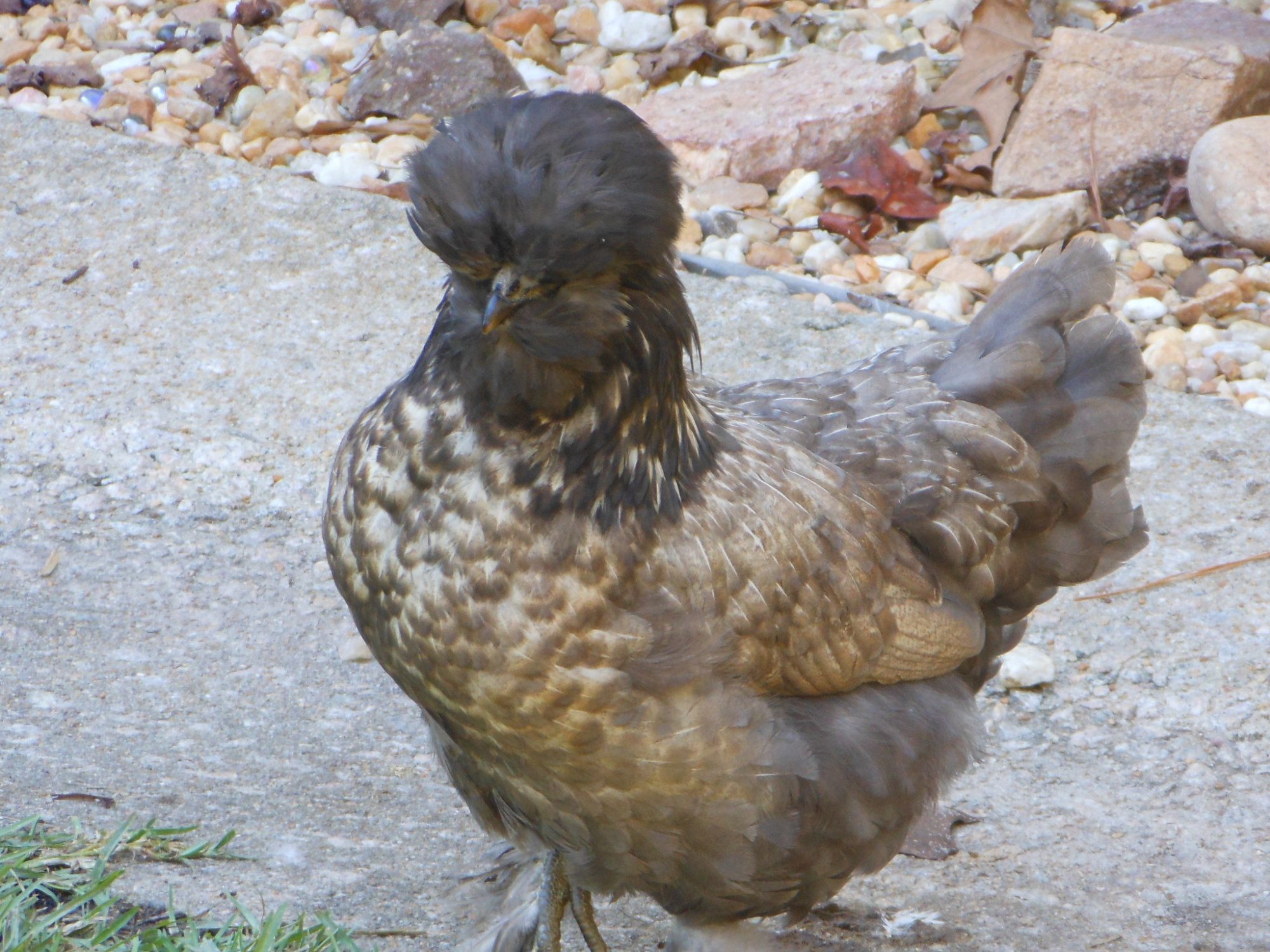 "Shelby" my house chicken