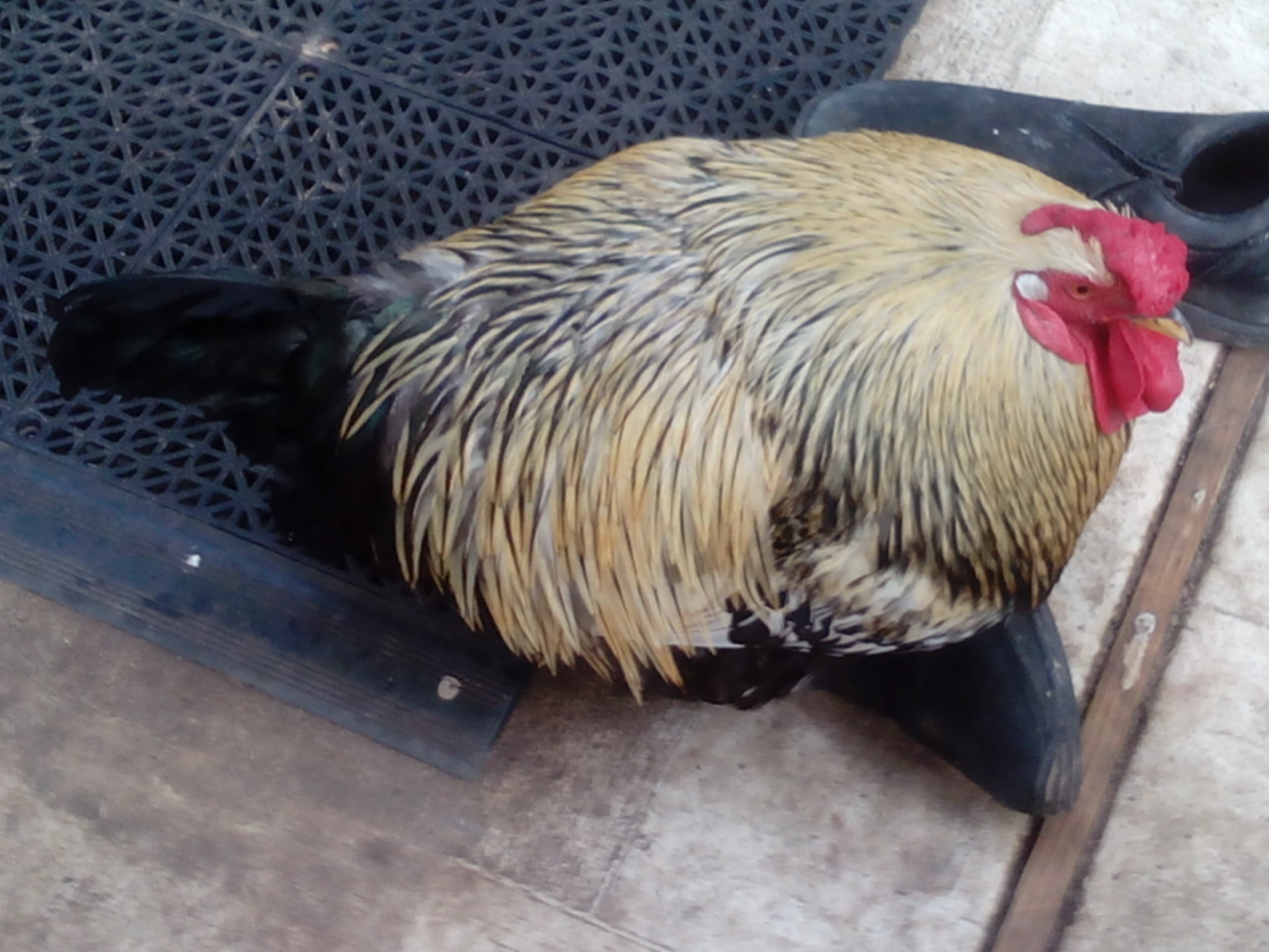 Sheldon - breed unknown....any suggestions on breed or crossbreeds?