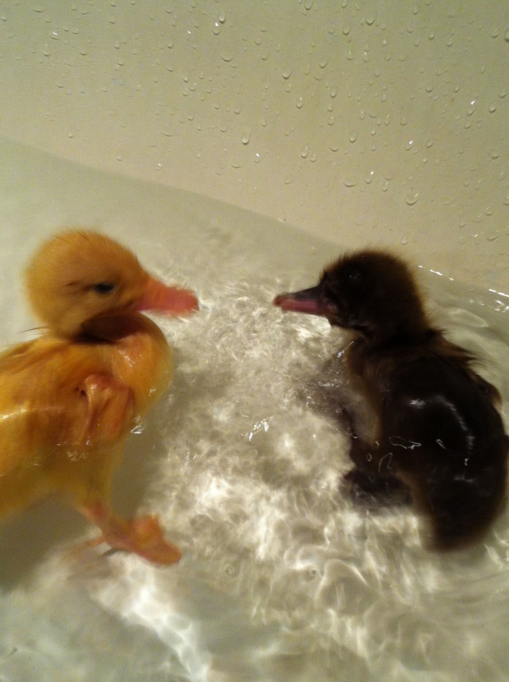 Sheldon & Paisley's first swim