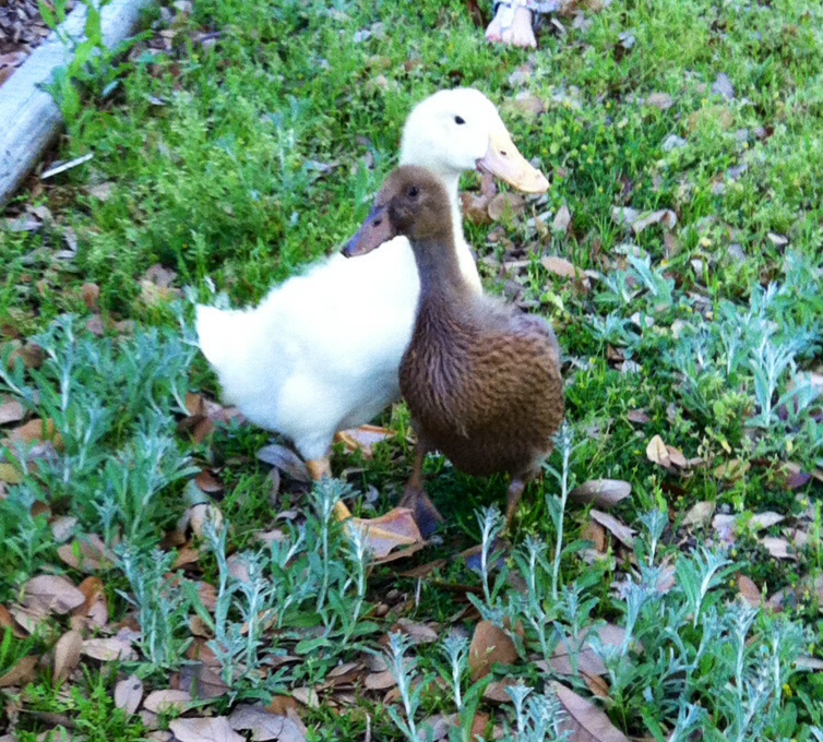 Sheldon & Paisley's first trip outside