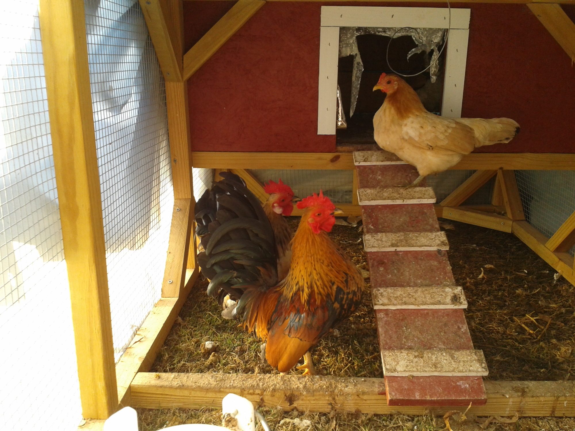 Sheldon reddish colored rooster