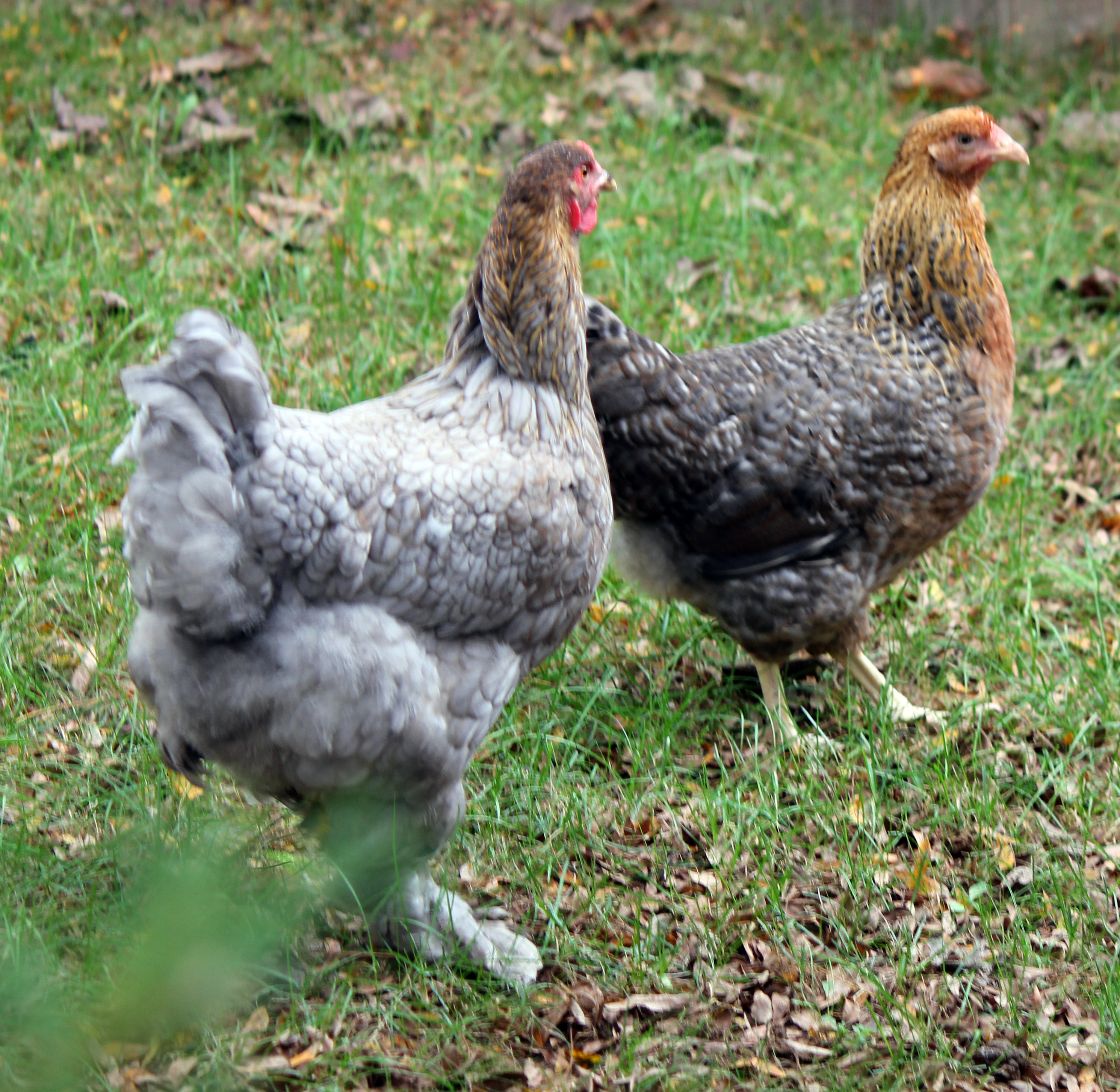 Shell-y 1 yr with Olga-19wks