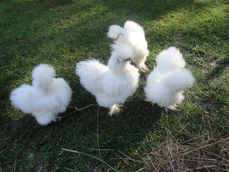 Sheryl Butler White Silkie breeding group. One cockerel and three pullets. Four months old in April 2013.