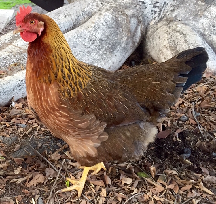 She's a Welsummer, but she thinks she's a dinosaur.