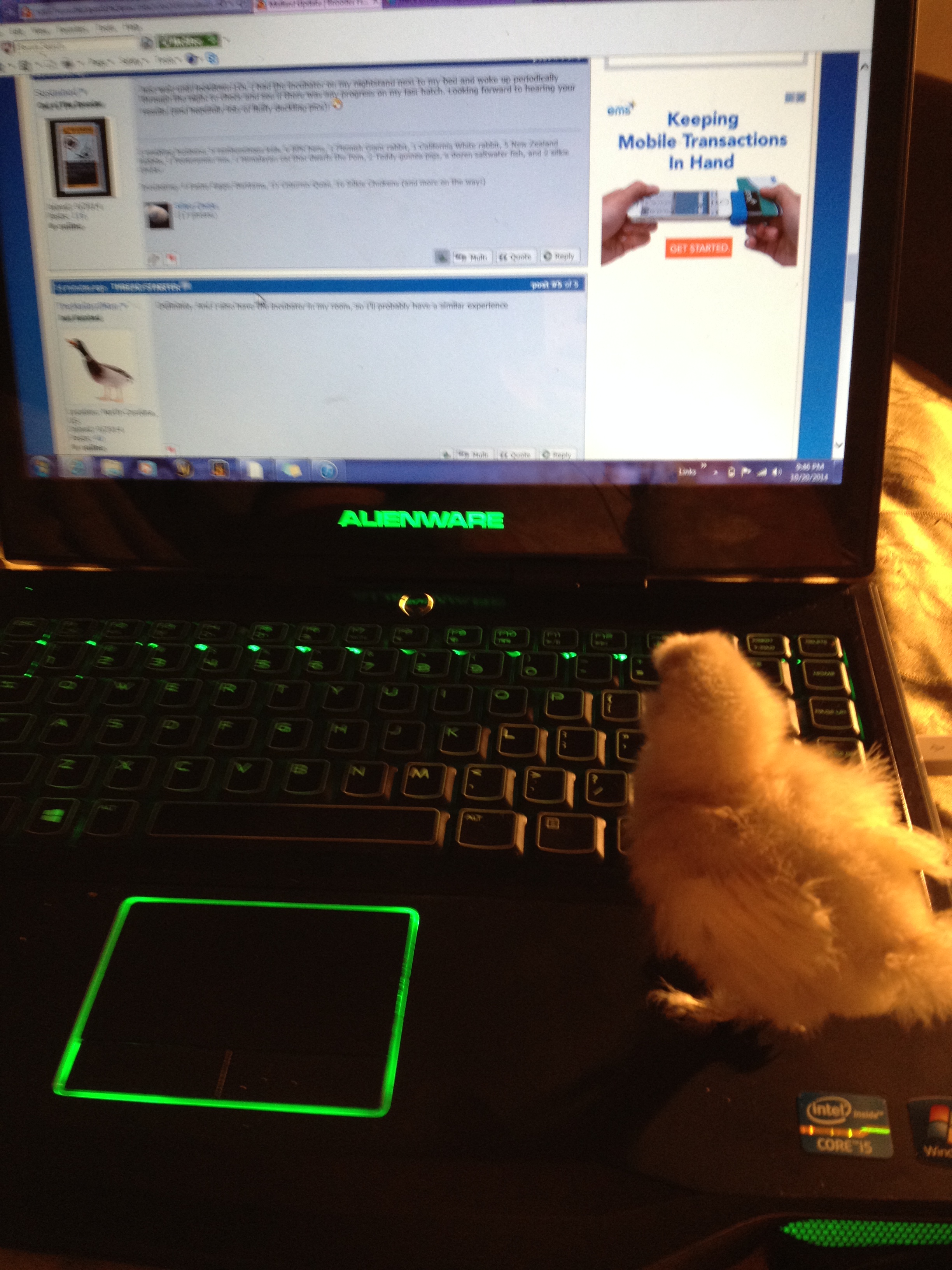 She's browsing backyard chickens with me! ^.^