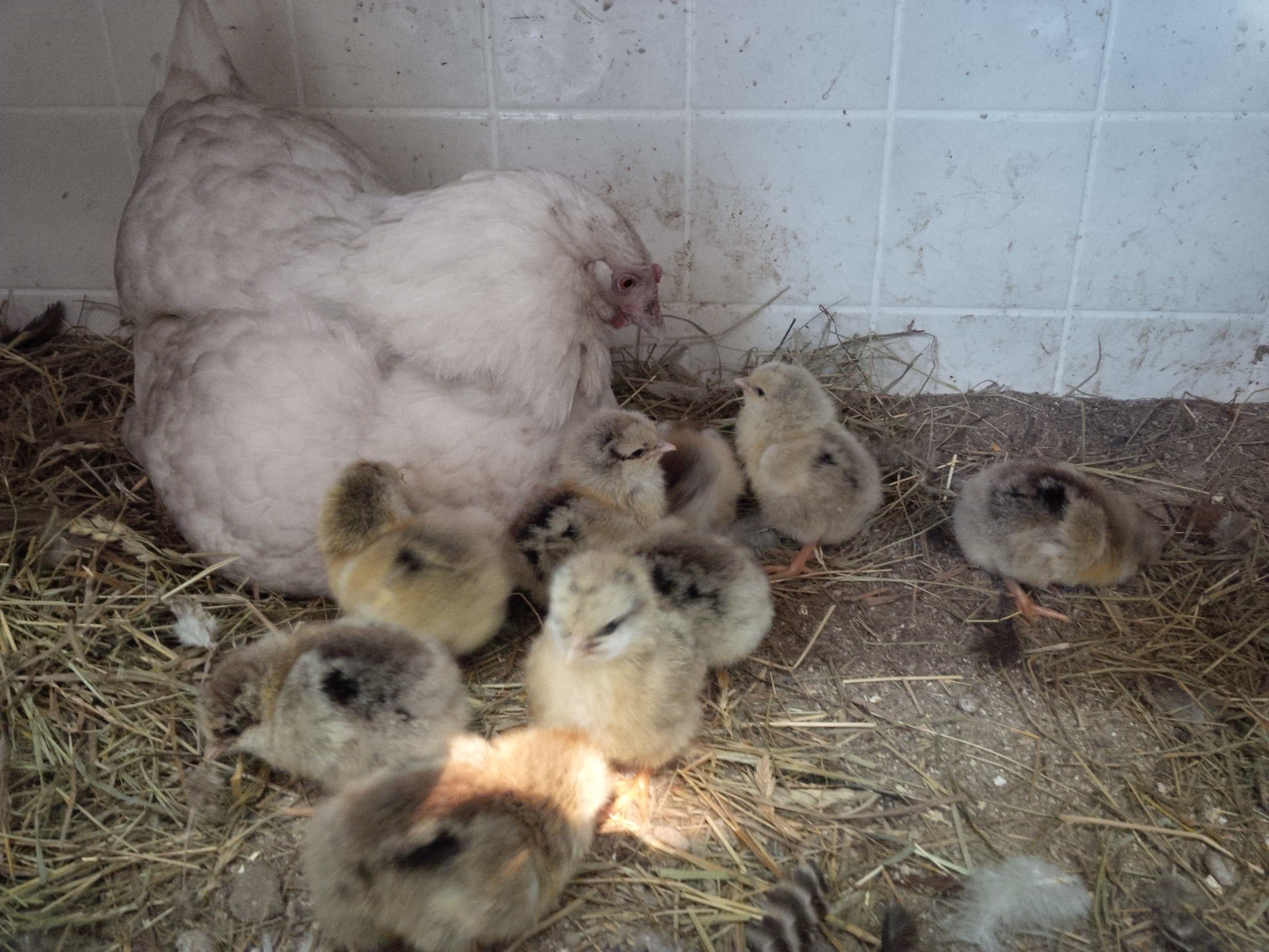 She's got her wings full