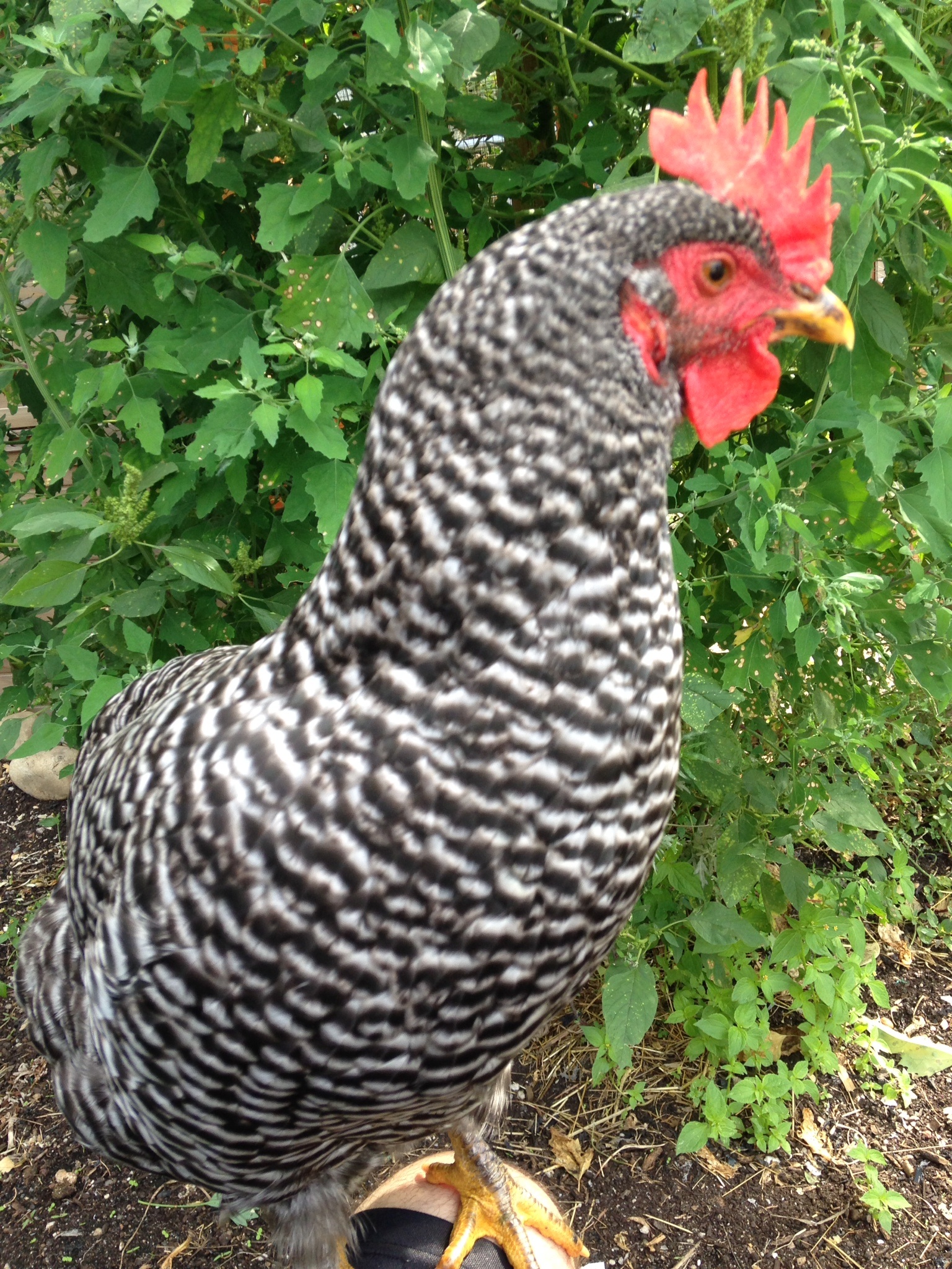 She's such a great bird