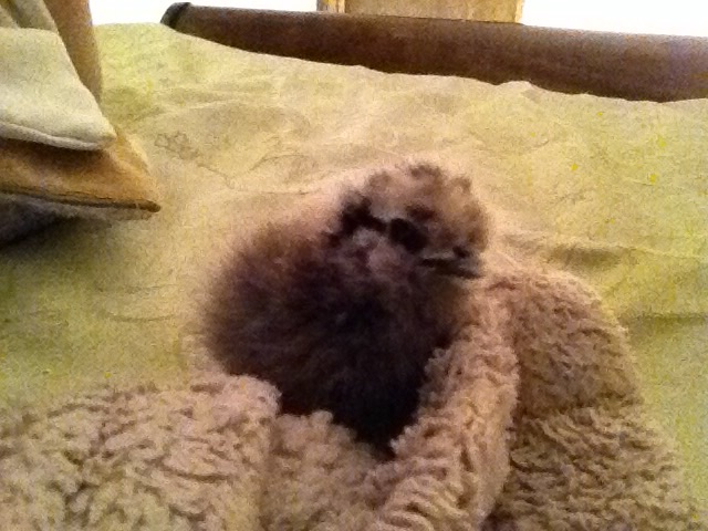 She's trying to crawl under my blanket with me :)
