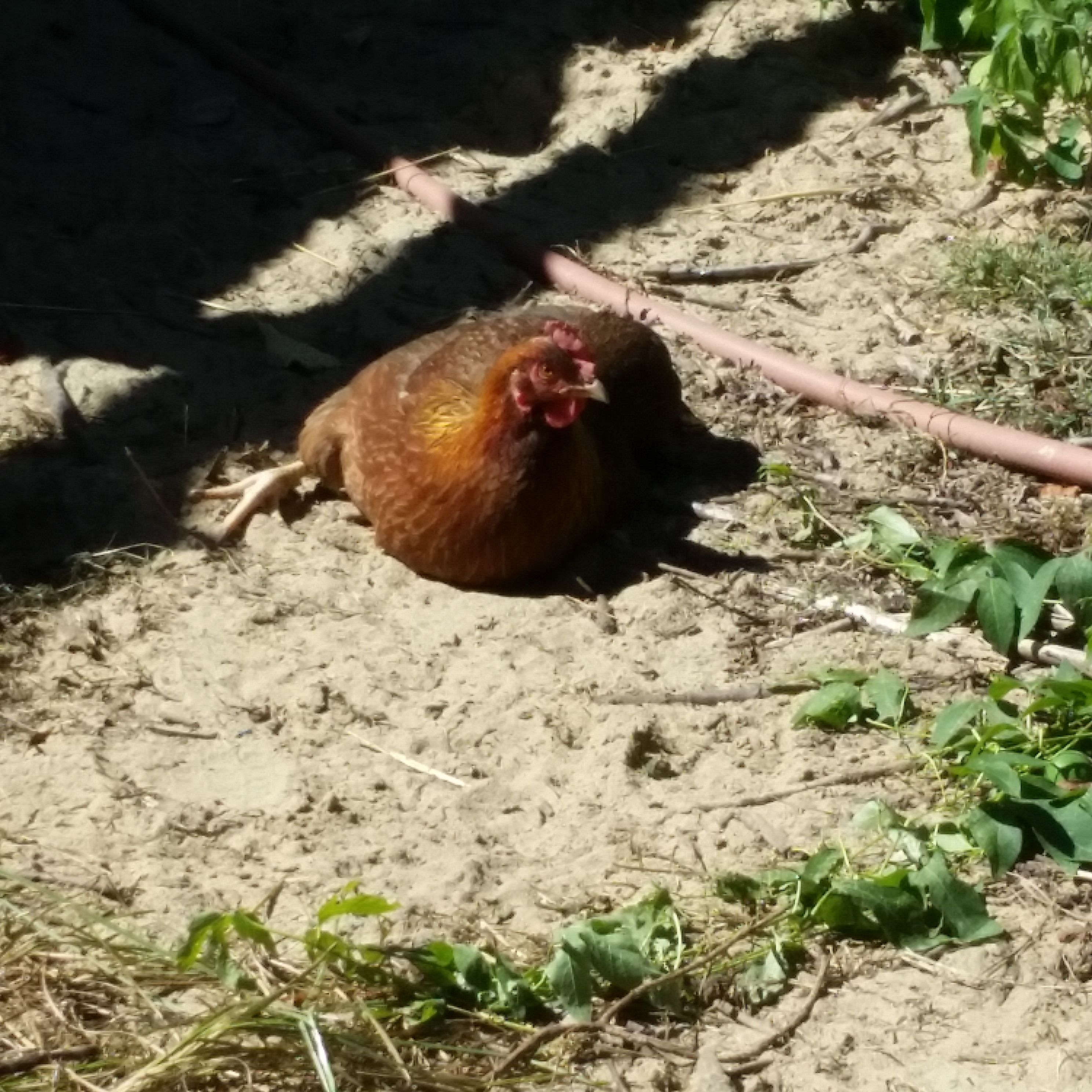 She's trying to get tan before winter