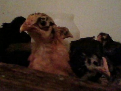 Shhh, she's trying to take our picture again.  Uh, Hi there.