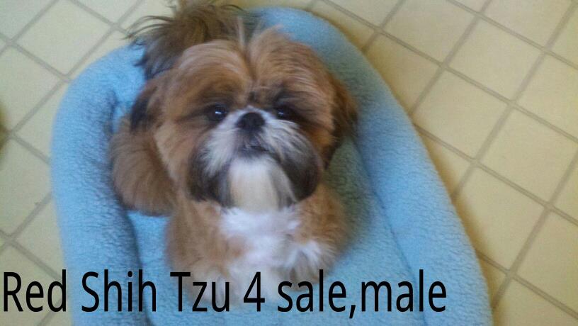 Shih Tzu 7 mo. puppy for sale. Raised just like family.Special puppy looking for special home.