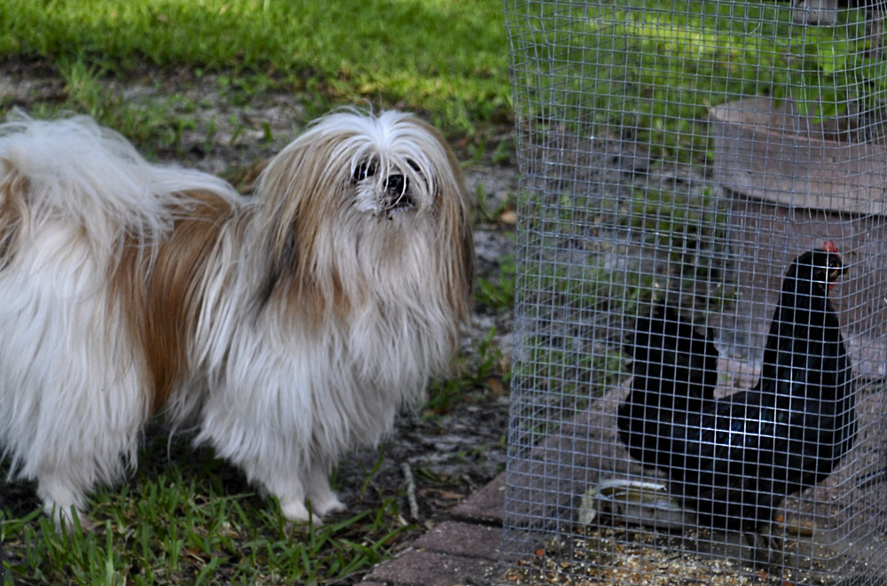 Shihtzu and Bantam Starbright