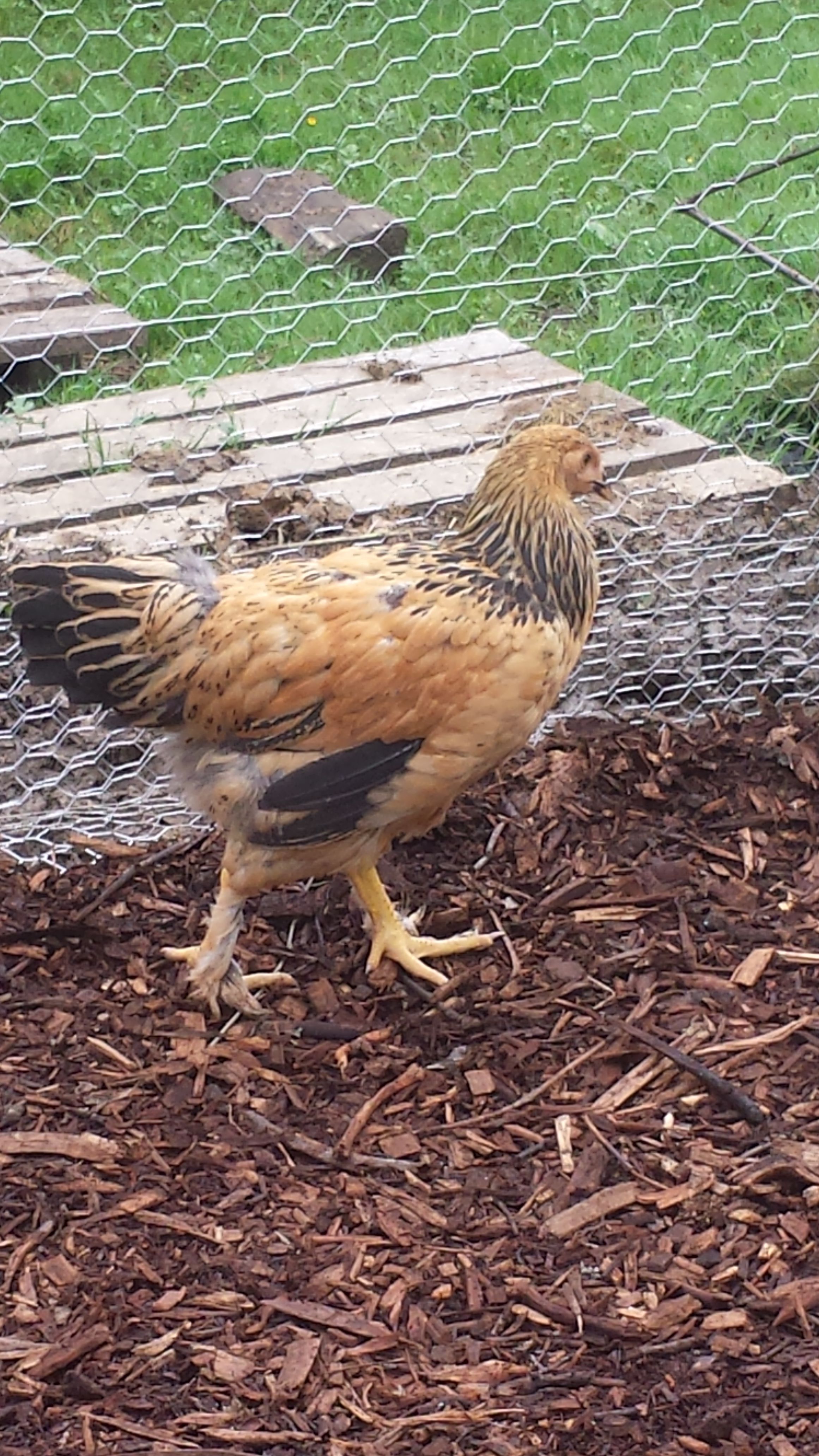Shine (hen)