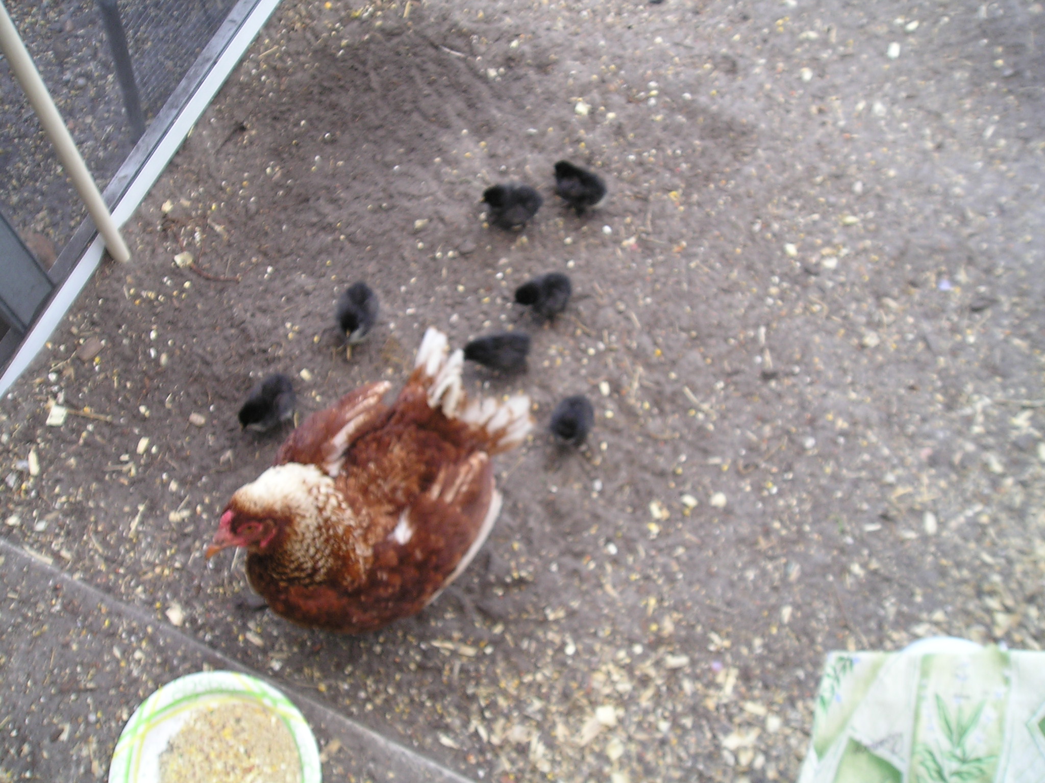 "Shirley" and new hatch
