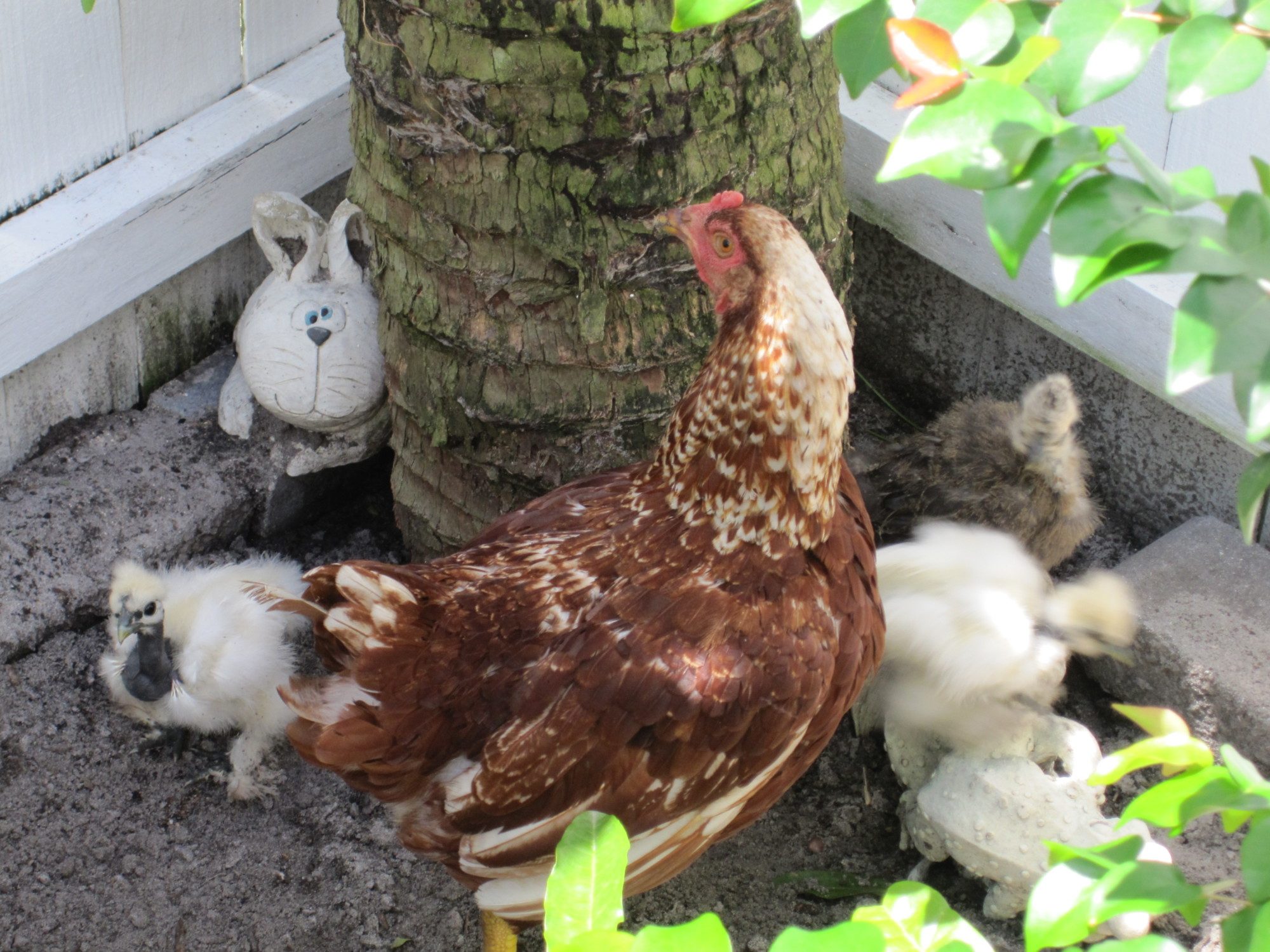 "Shirley" and Showgirl hatch