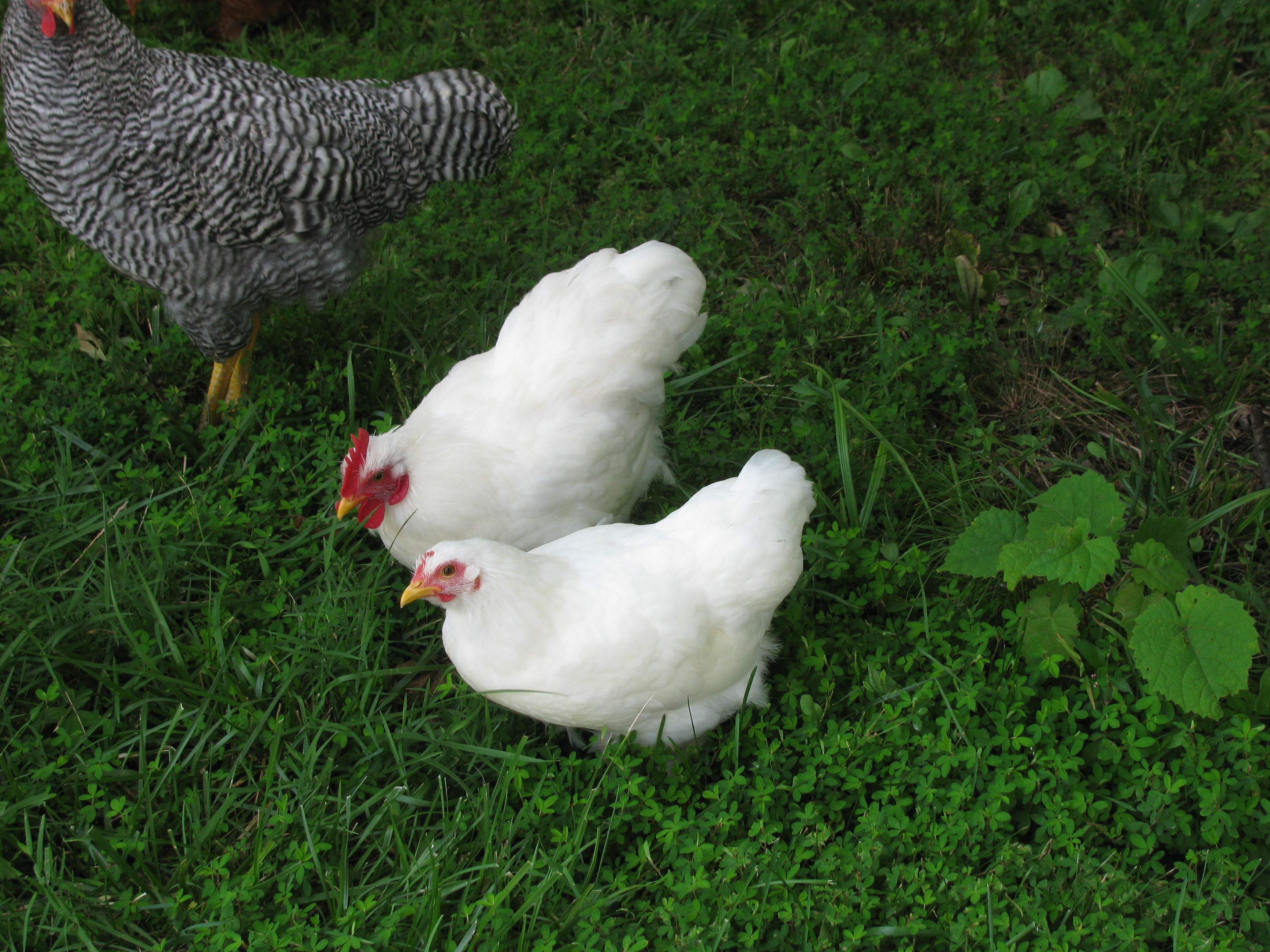 Shirley (cockerel) and Charlotte (pullet) - White Cochin Bantams - Free to good home where they won't be dinner.