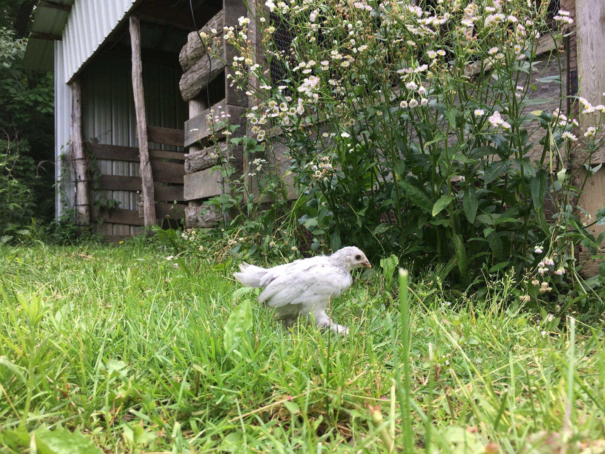 Shirley, gray d'uccle