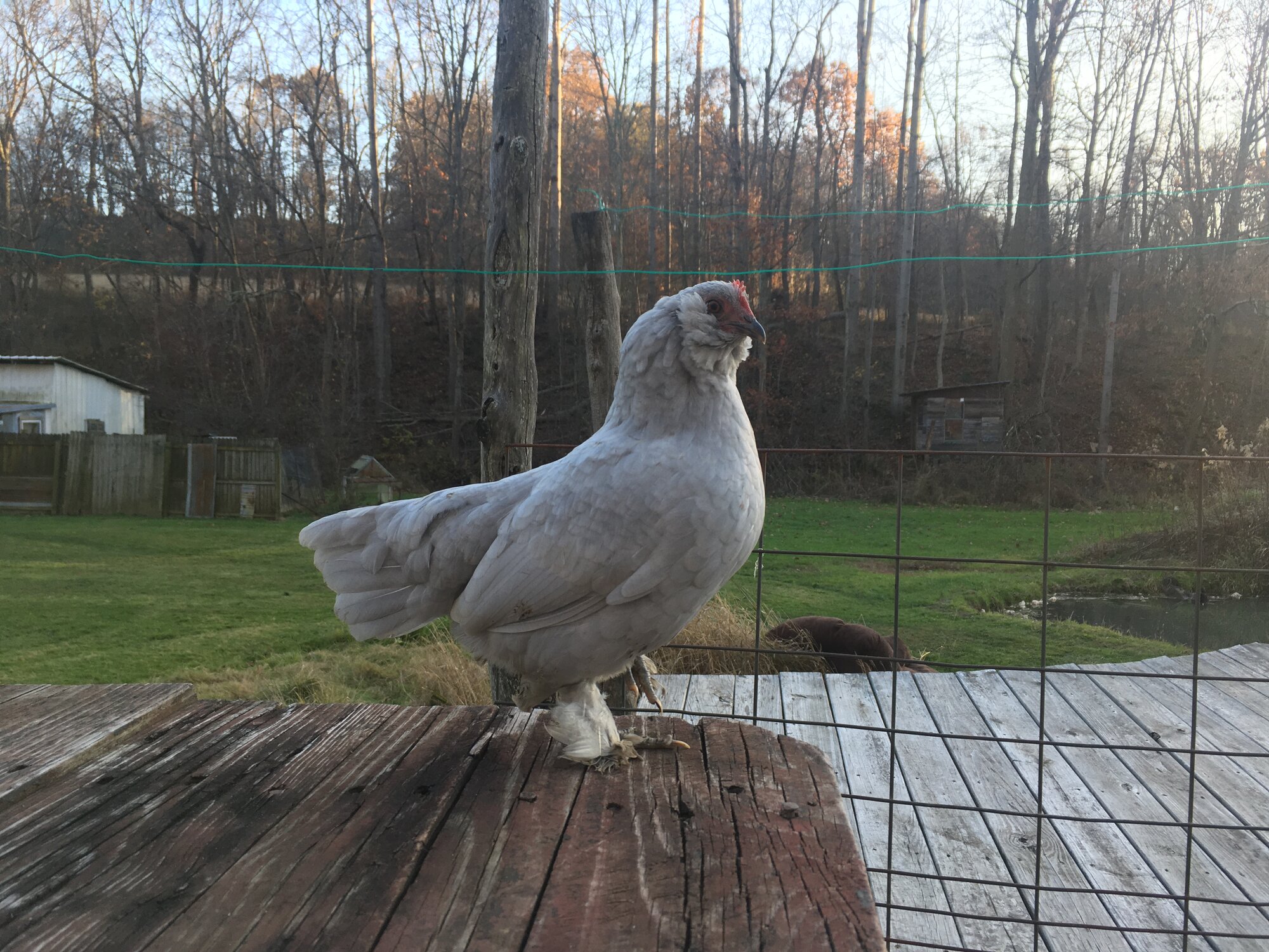 Shirley, gray d'uccle