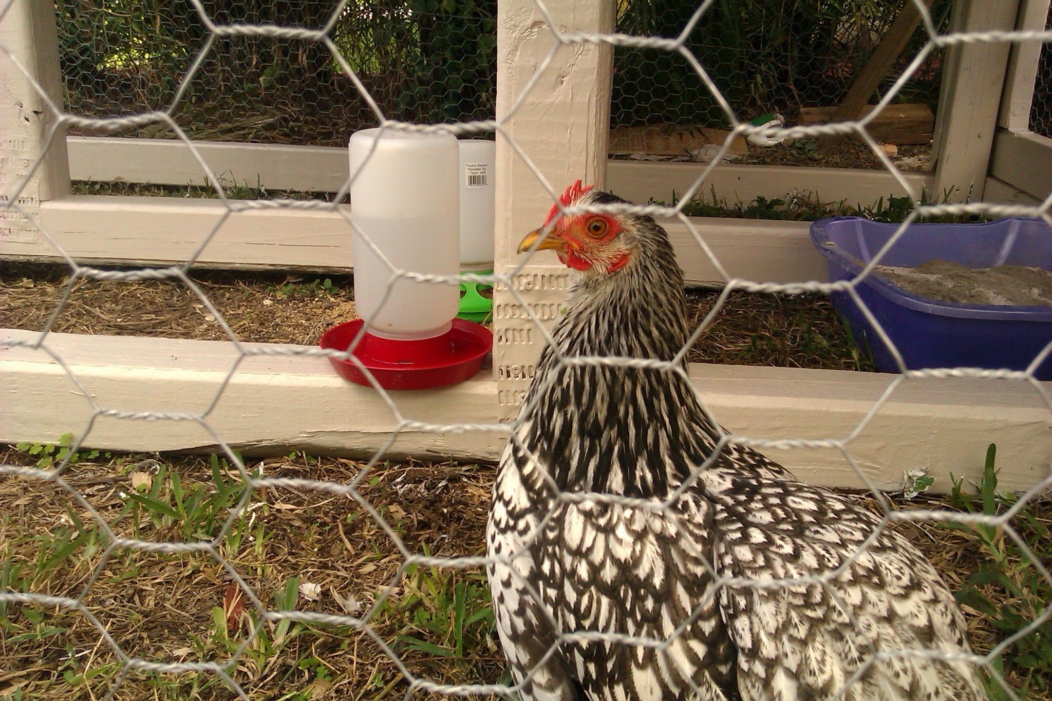 Shirley M. Clucker checking out the run by herself for a few days before we even put down shavings.