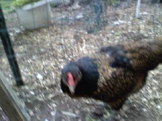 Shirley (sorry it's fuzzy)