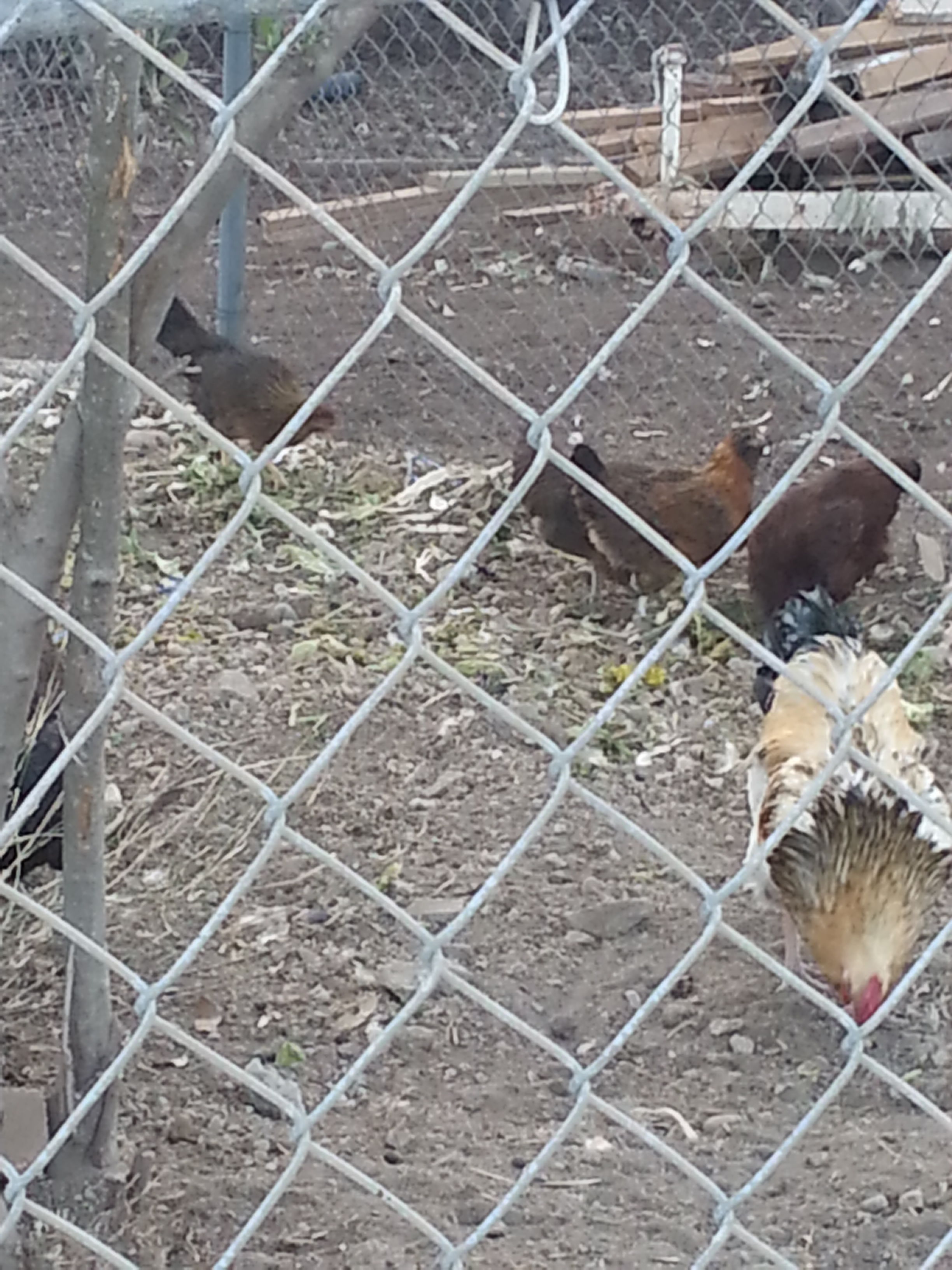 SHONTY Ireland Red and two others who've not yet been named