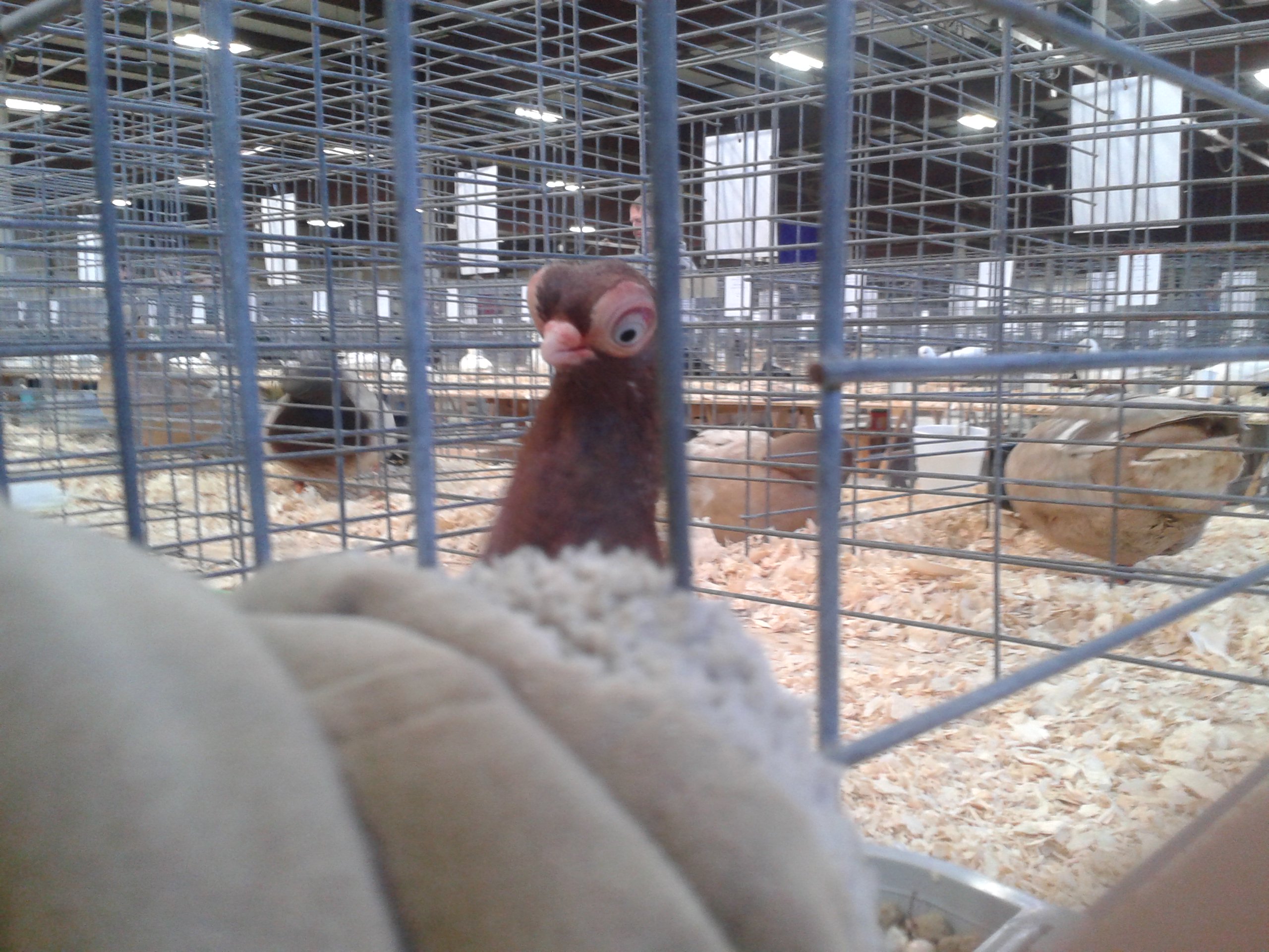Short faced pigeon