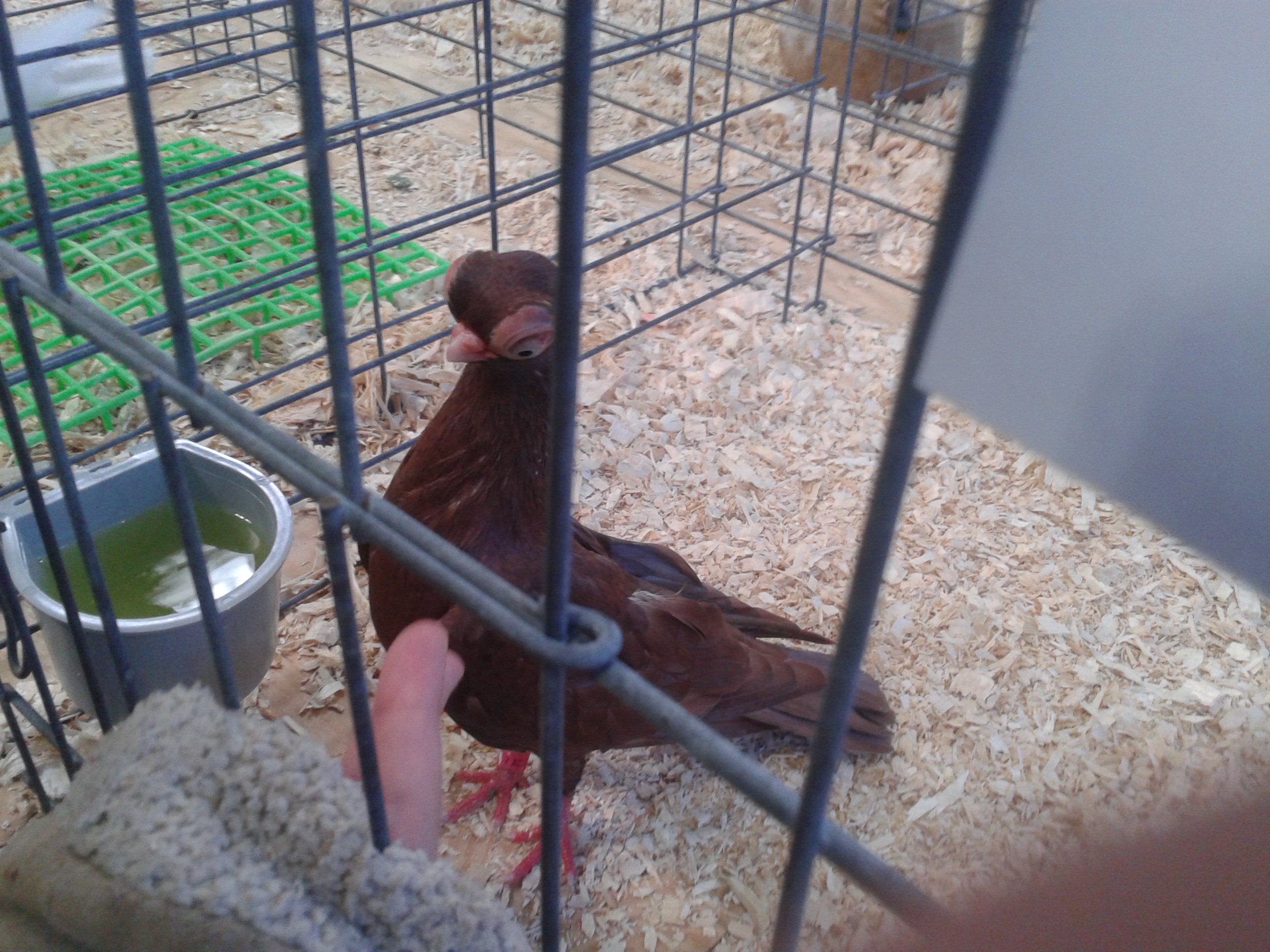 Short faced pigeon