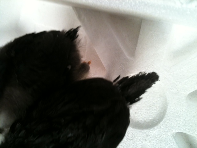 Short Tail is Nikki. Long tail is Dixie.