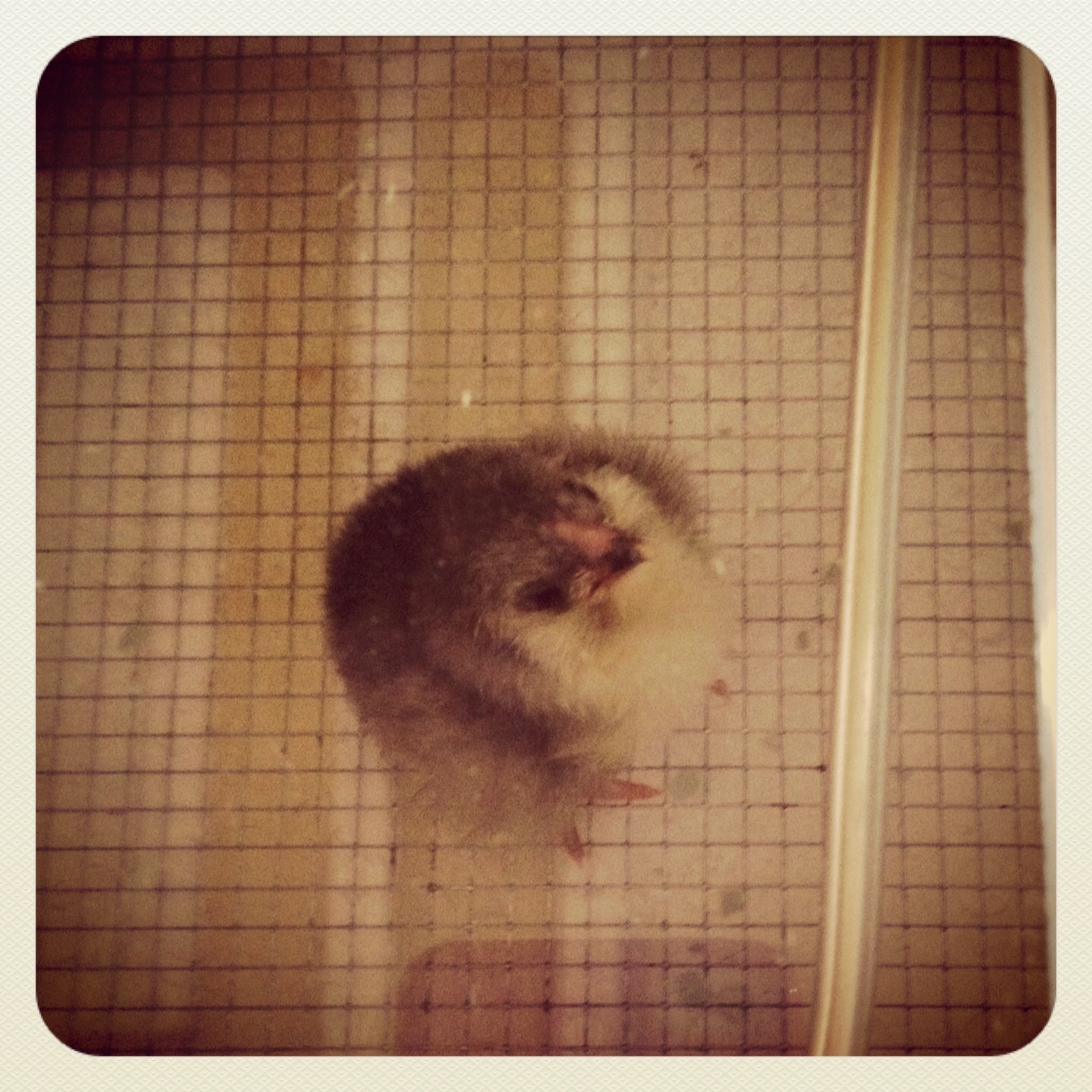 Shortly after hatching...fluffed!