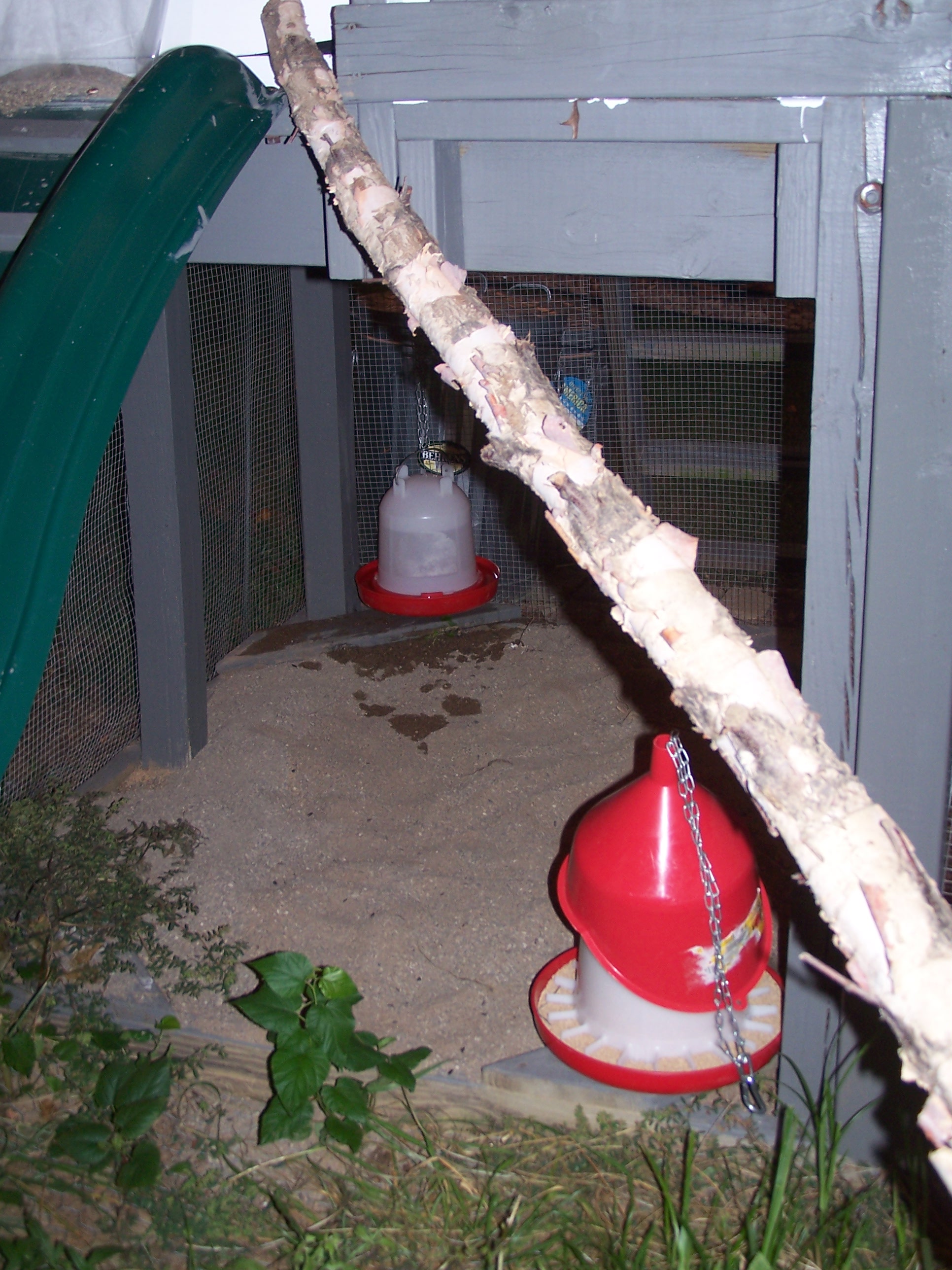 Shot of the "sandbox" area under the coop.  I hang the water fount and feeder from eye hooks to keep everything clean.
