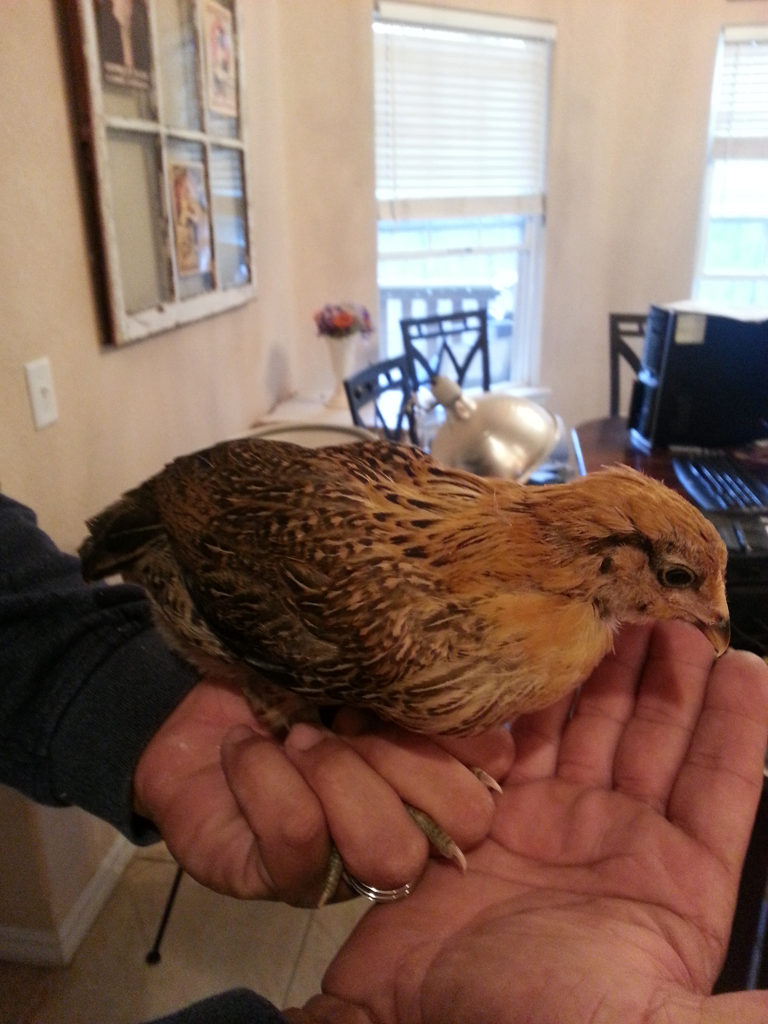 should be my easter egger #1