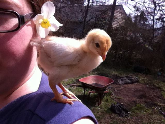 Shoulder chick