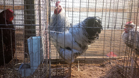 Show quality Columbian Plymouth Rock from one of the top Plymouth Rock breeders in North America