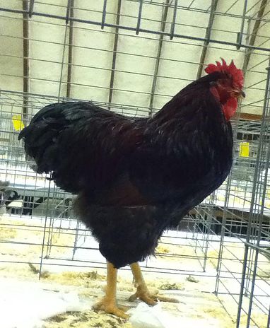 Show Quality Partridge Rock