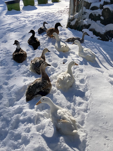 Show Us Your Flock Photo Contest 10.jpg