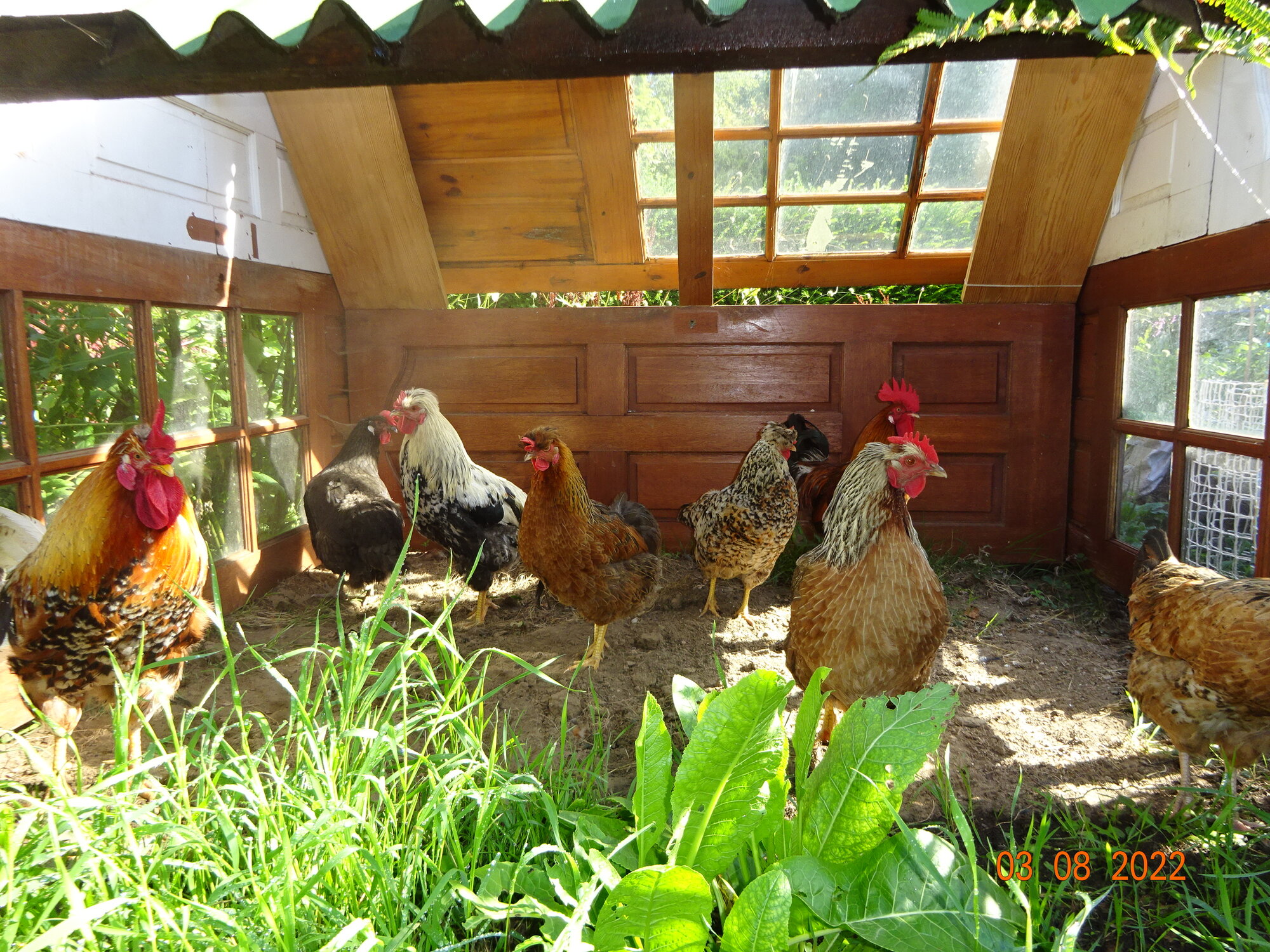 Show Us Your Flock Photo Contest 2.jpg