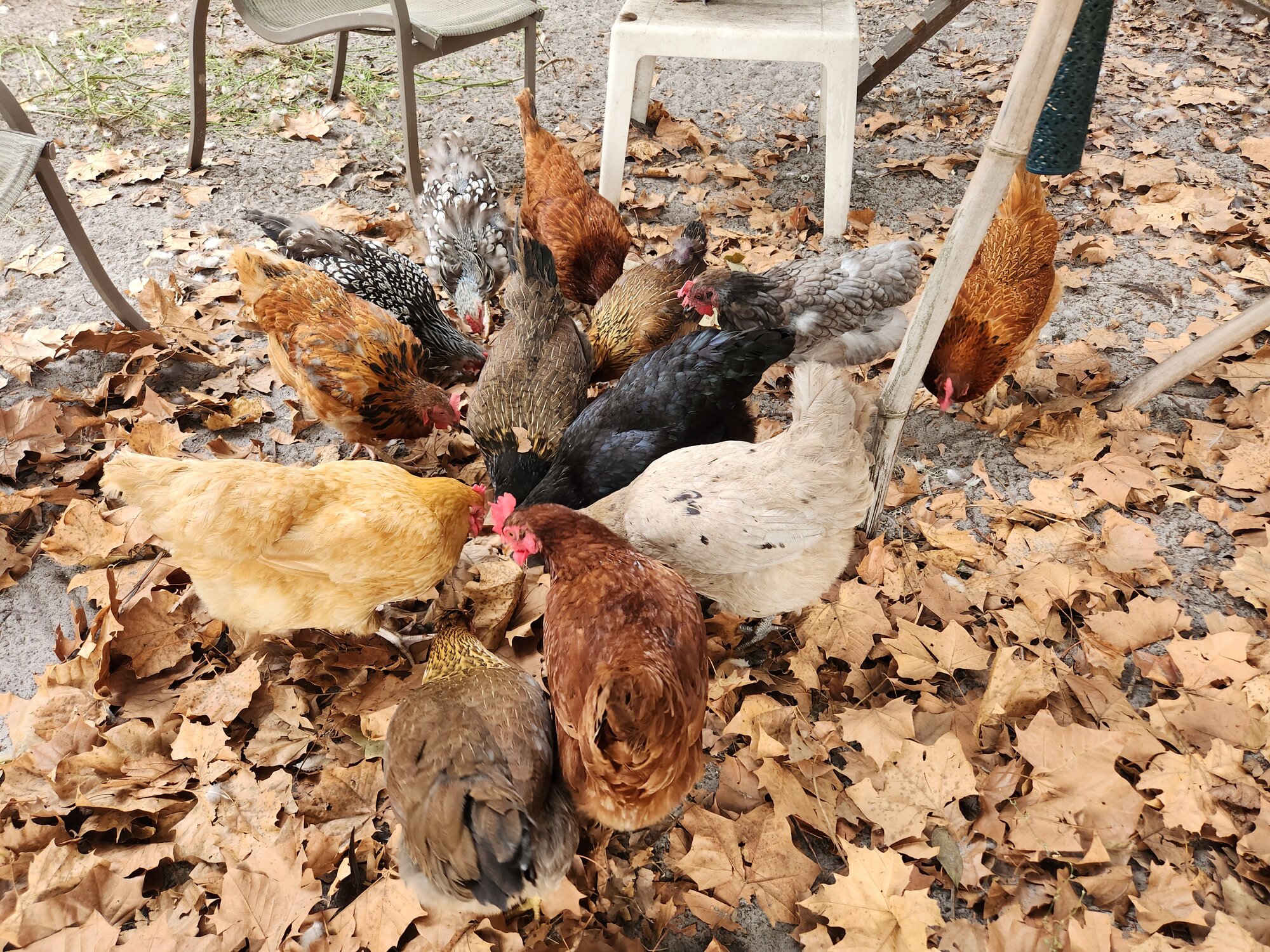Show Us Your Flock Photo Contest 24.jpg